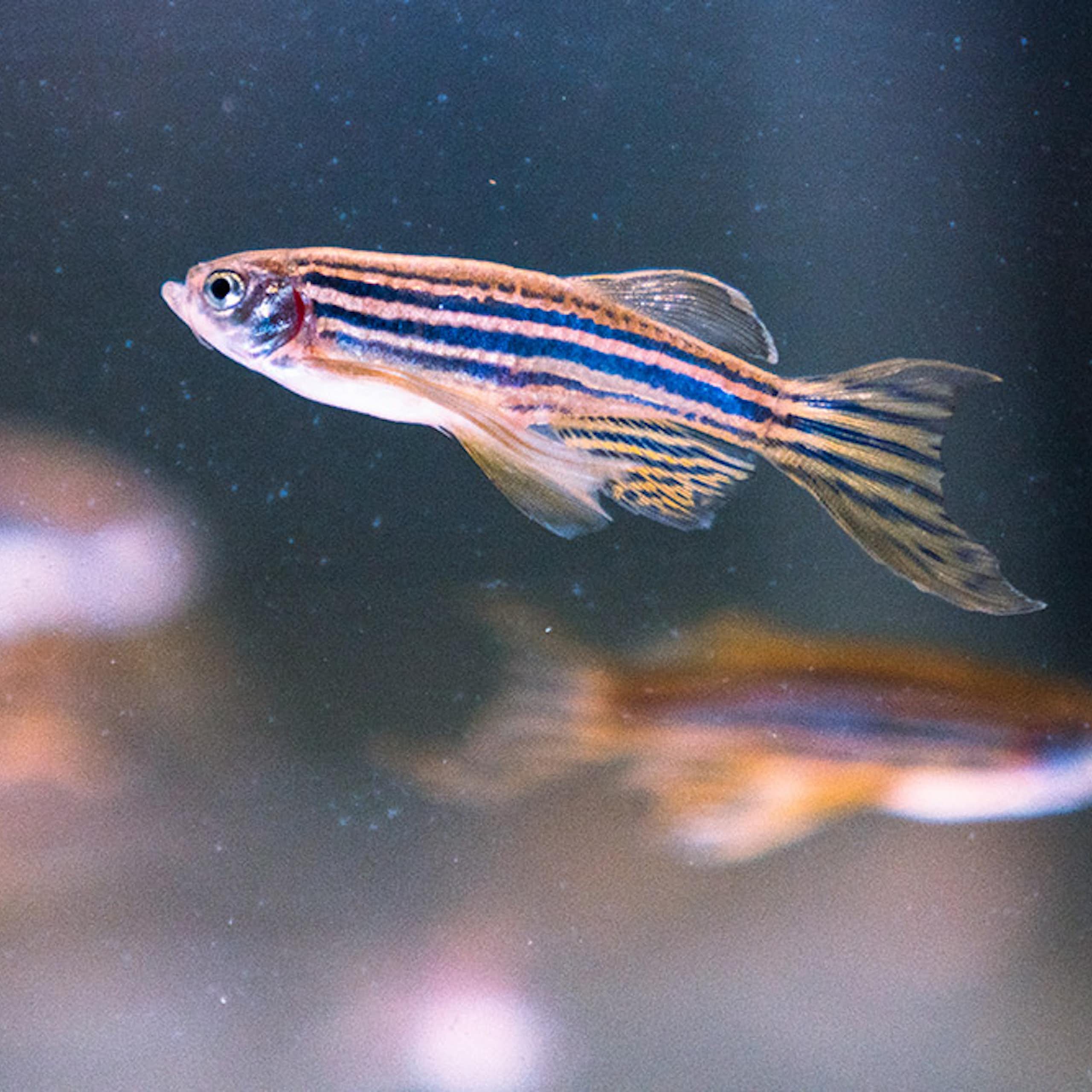 A small, striped fish in the foreground with similar looking fish in the background.