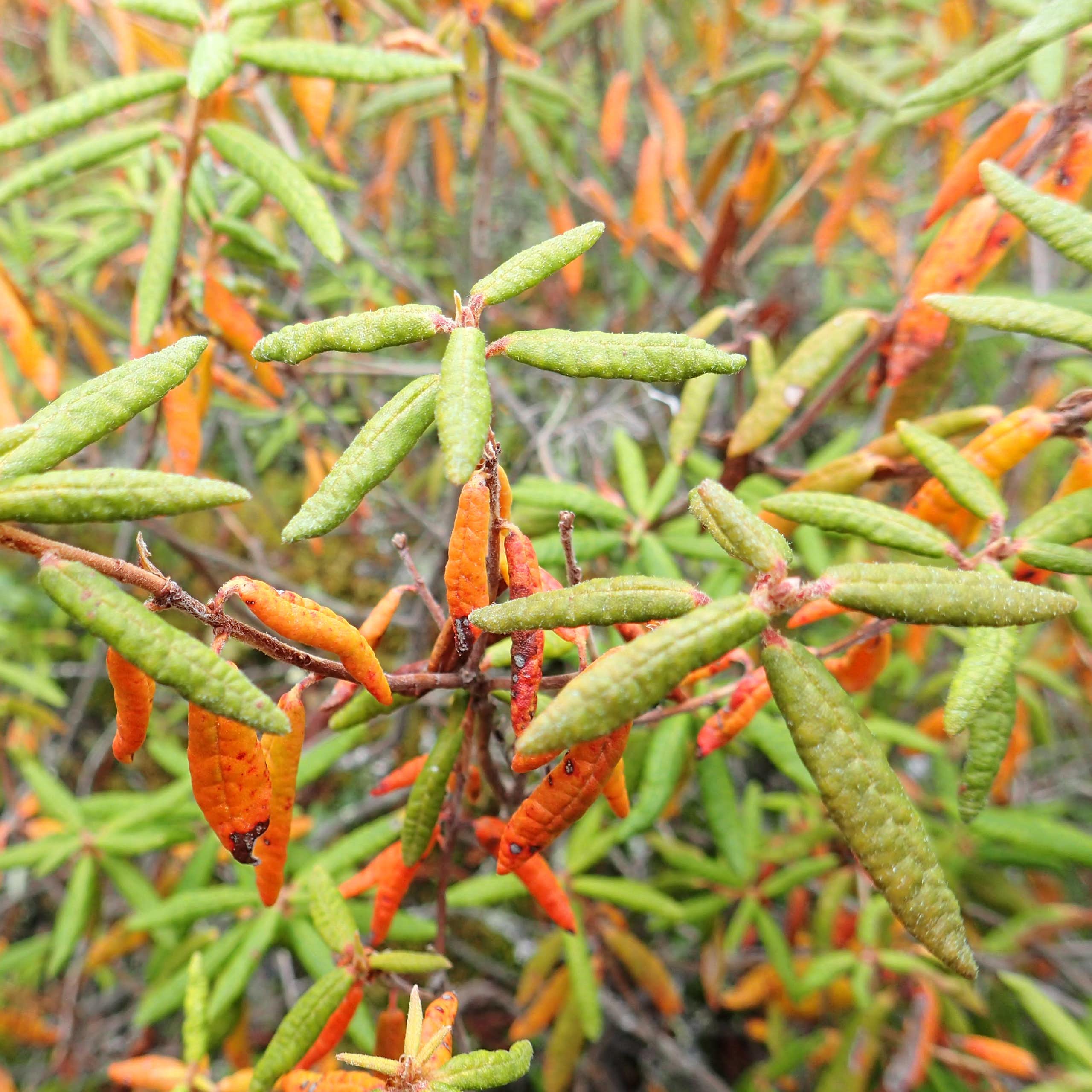  Labrador Tea plant with green and orange leathery leaves