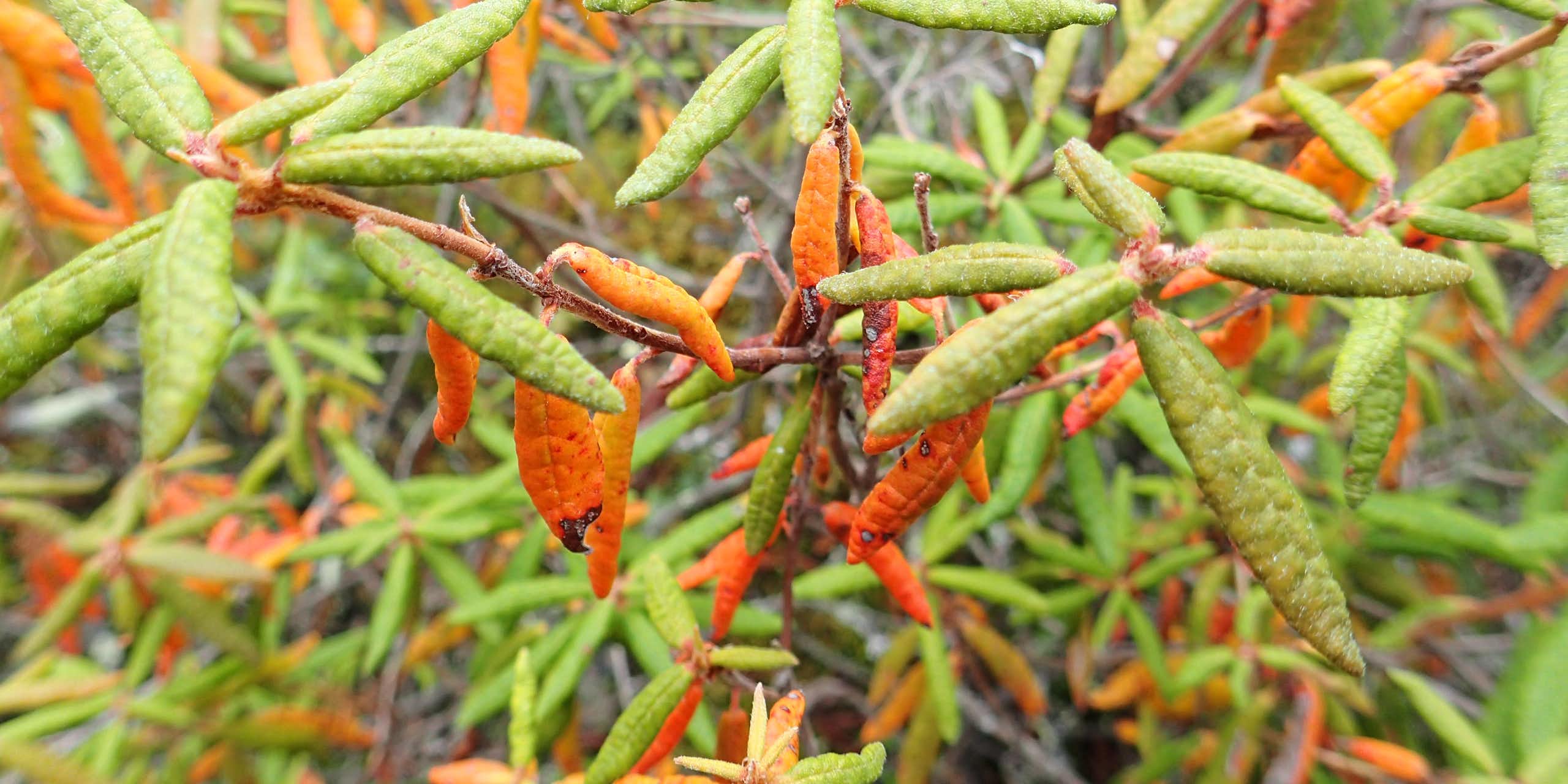  Labrador Tea plant with green and orange leathery leaves