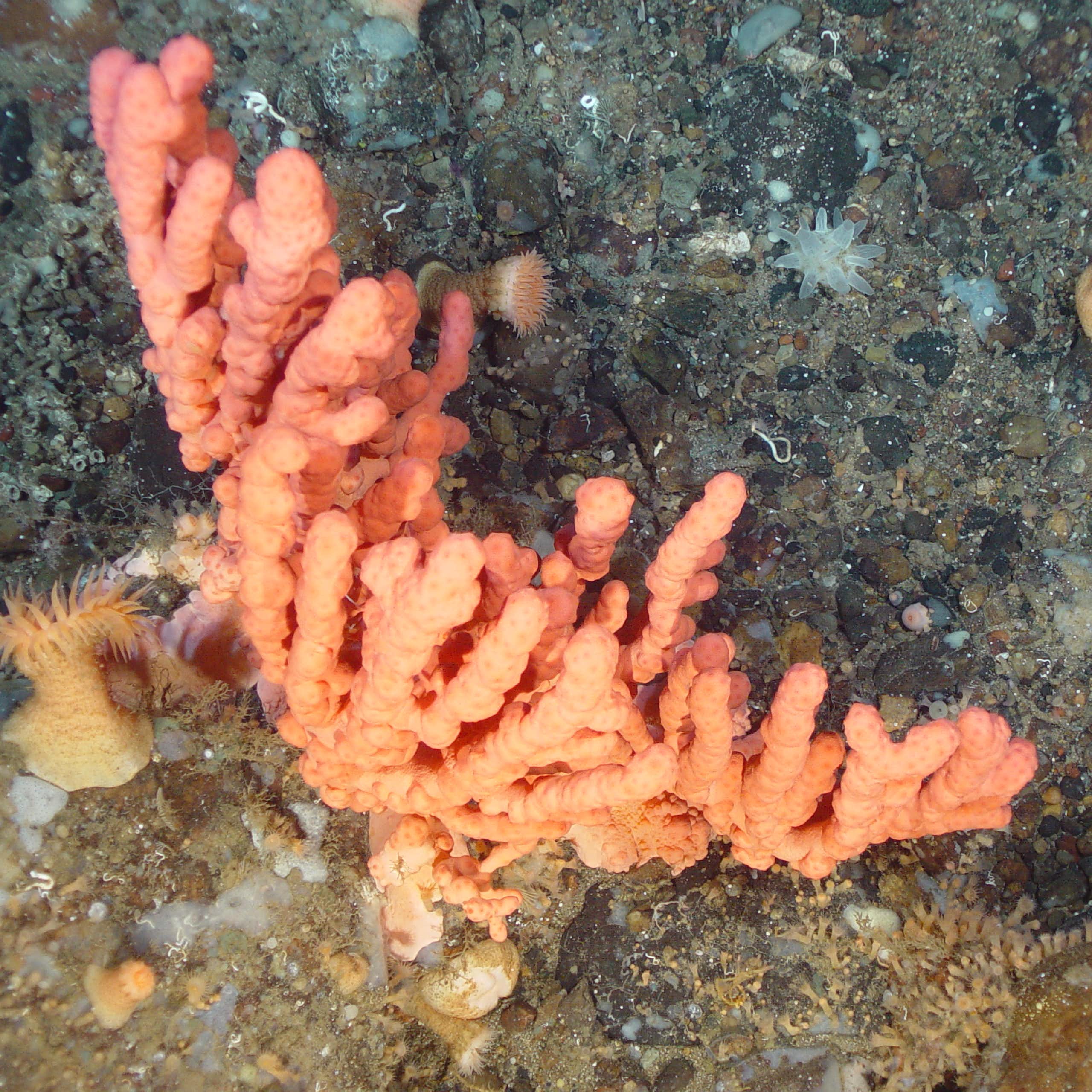 corail dans le fond de la mer