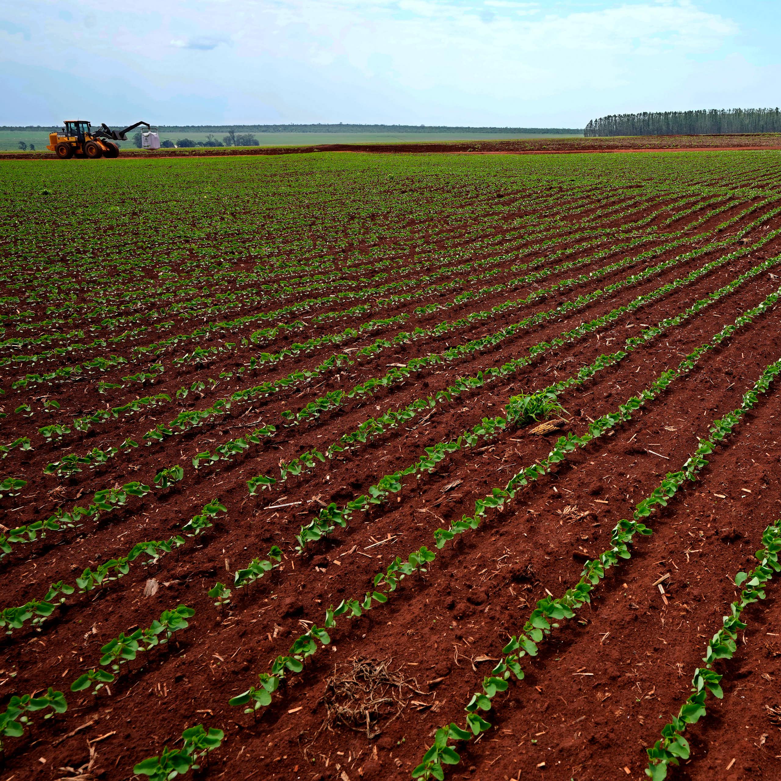 Huge field with soya plantations being treated by tractors