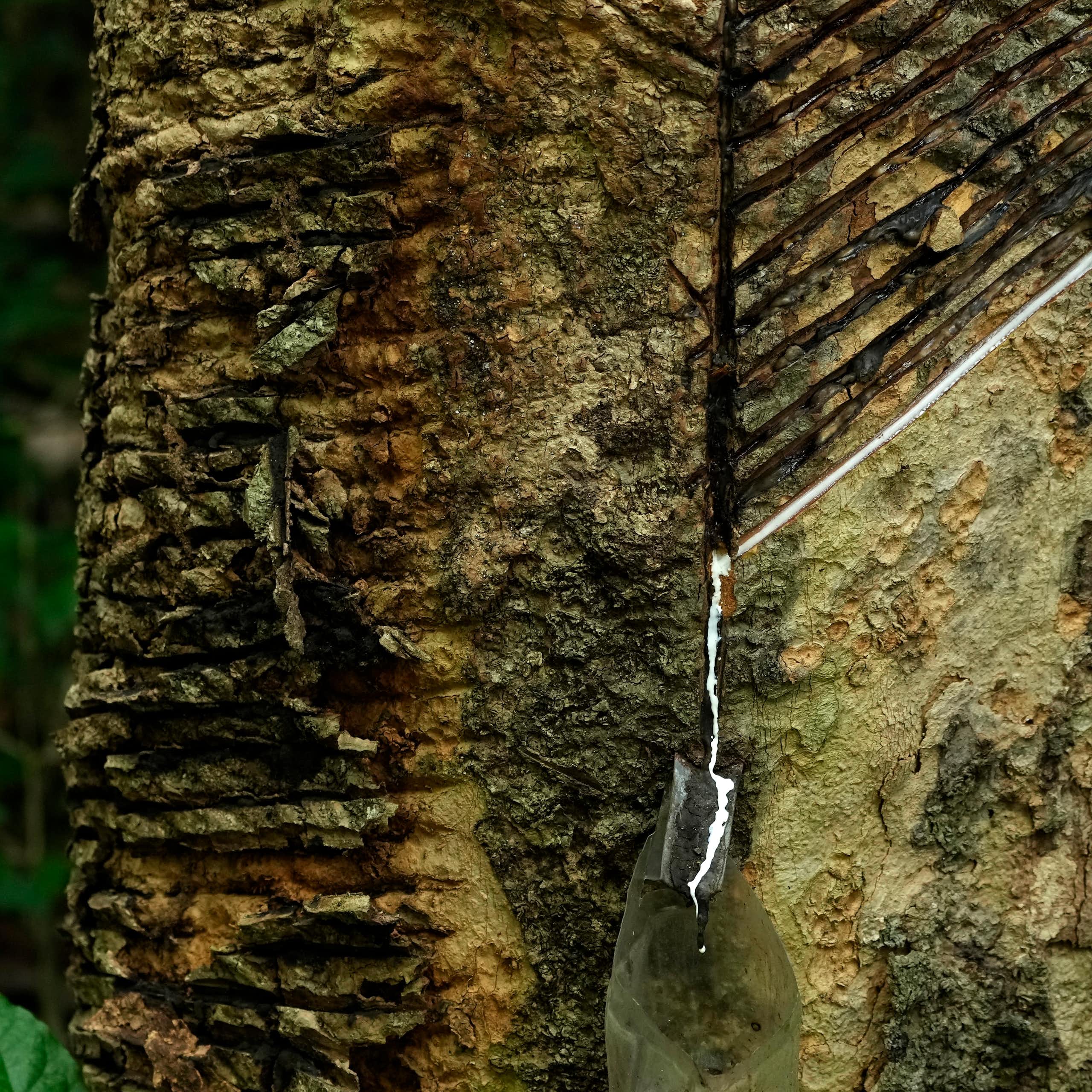 Sociobioeconomia de Floresta em Pé: mais que preservação, uma solução econômica viável para desenvolvimento da Amazônia