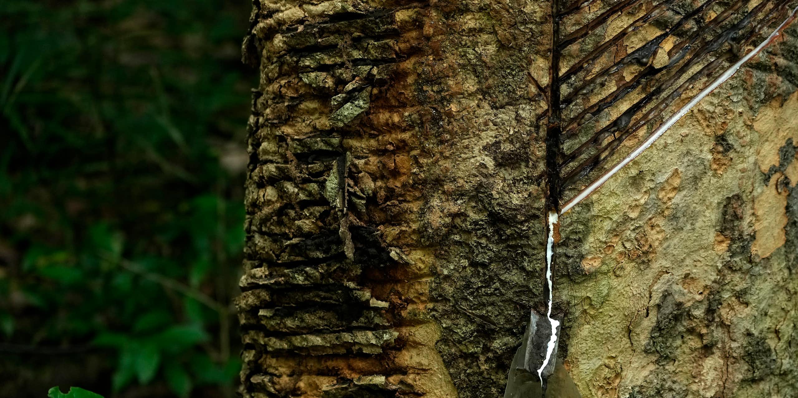 Sociobioeconomia de Floresta em Pé: mais que preservação, uma solução econômica viável para desenvolvimento da Amazônia