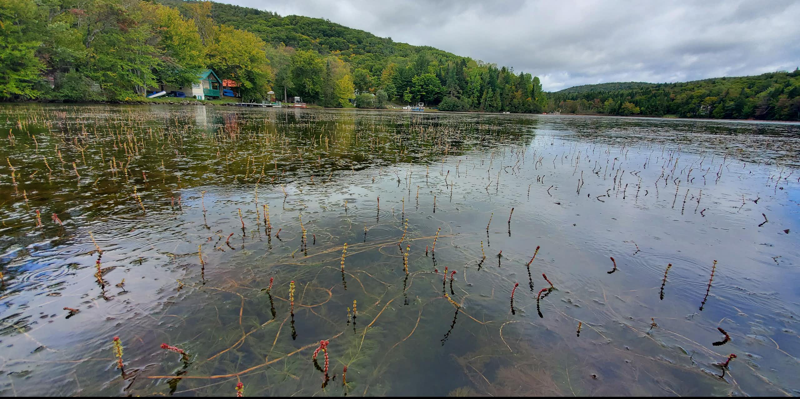 Plantes aquatiques envahissantes : choisir ses combats