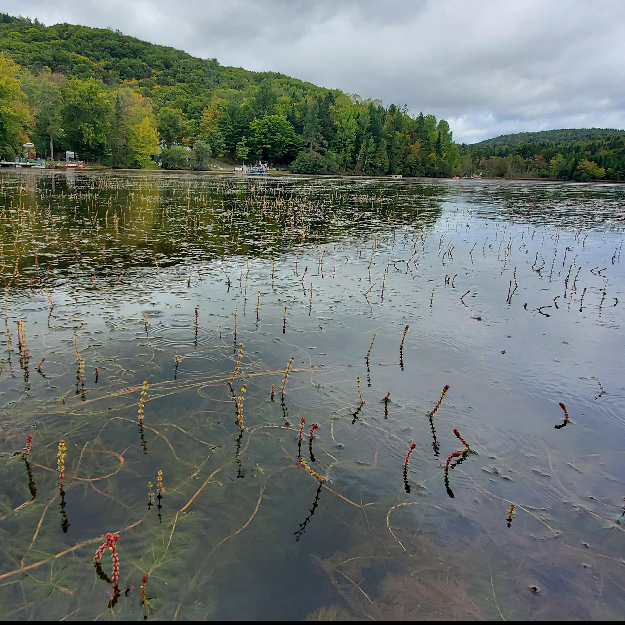 Plantes aquatiques envahissantes : choisir ses combats