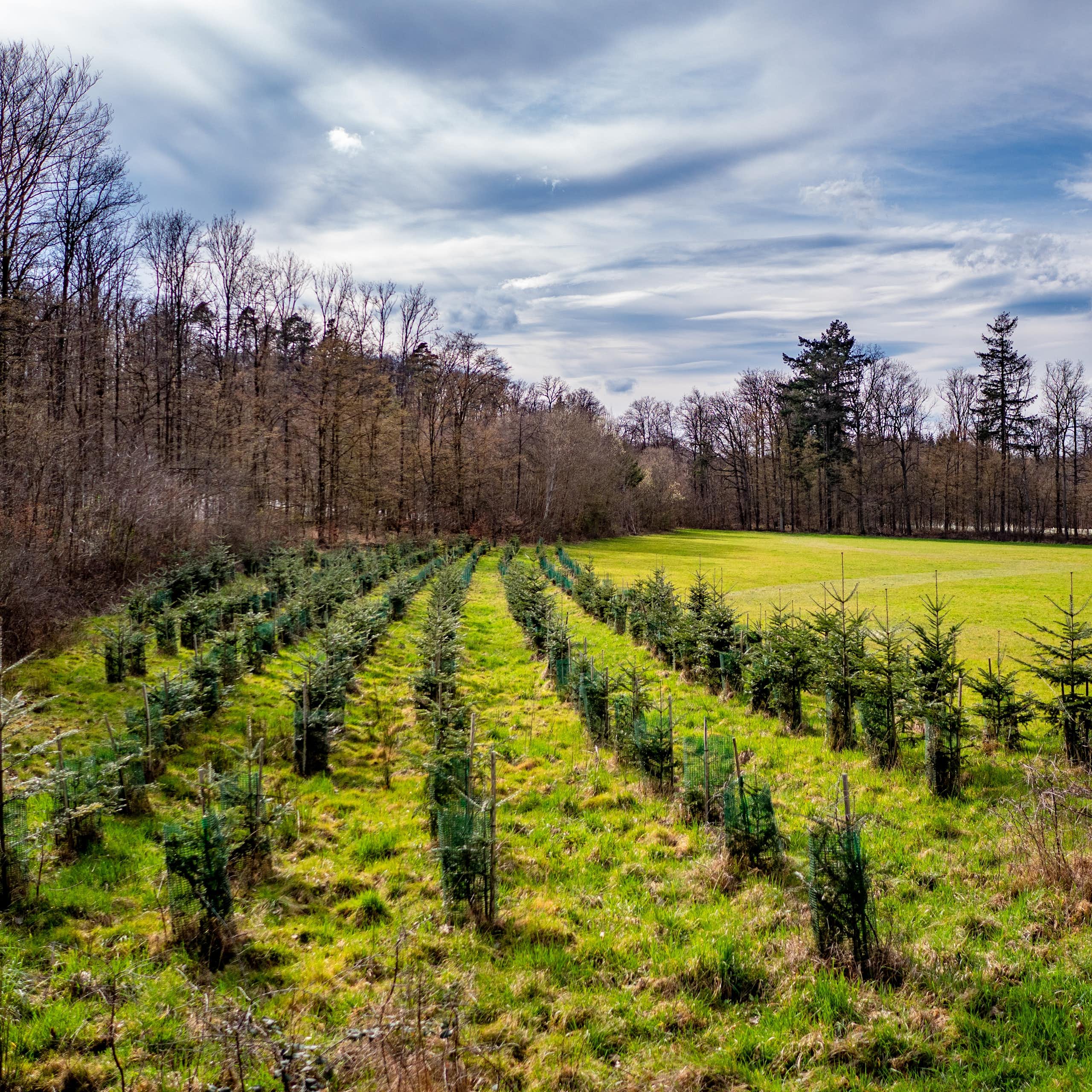 De jeunes pousses de sapin dans une clairière