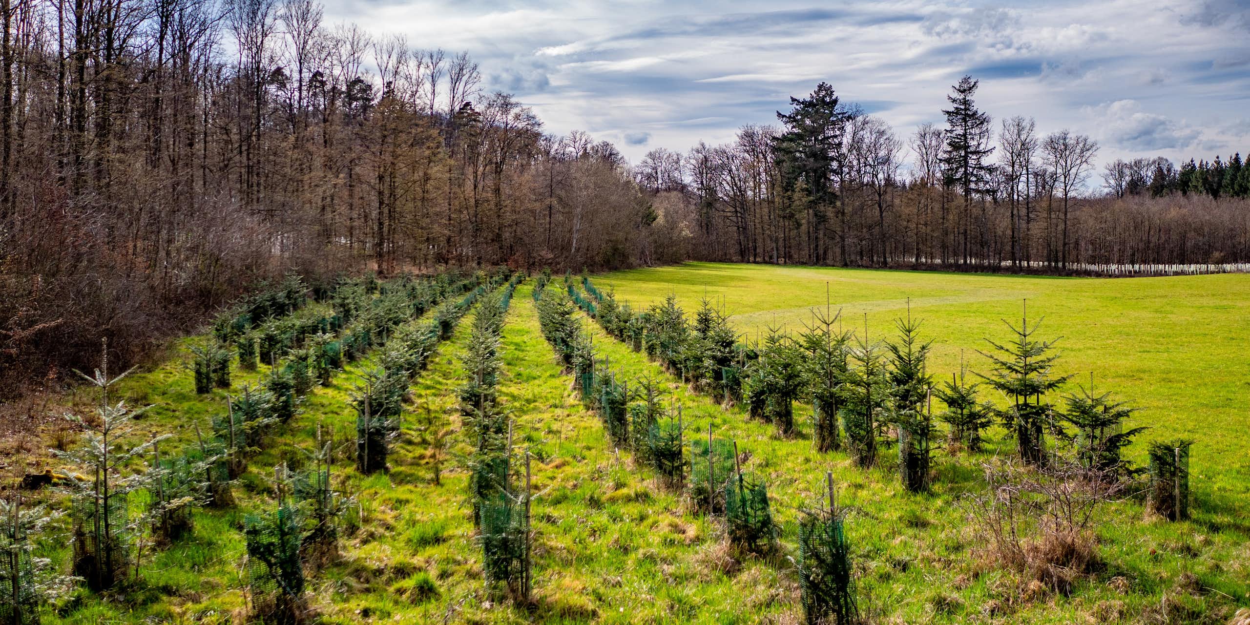 De jeunes pousses de sapin dans une clairière