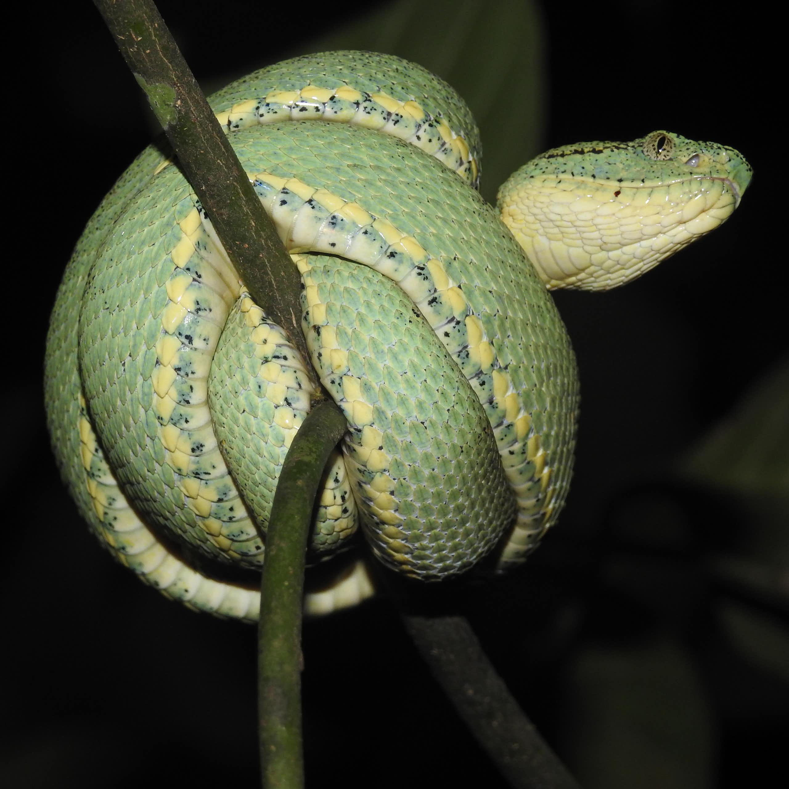 A green snake wrapped around itself on a tree branch