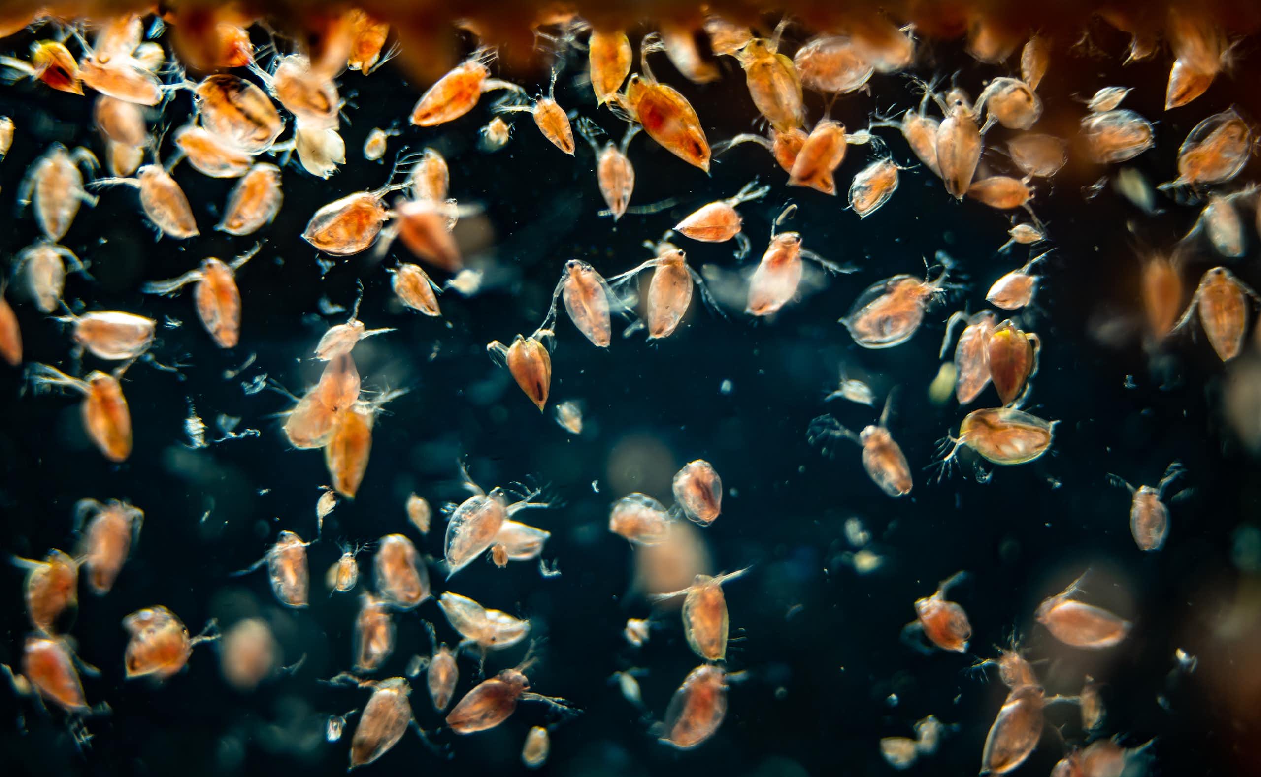 minuscules créatures rosées flottant dans l'eau