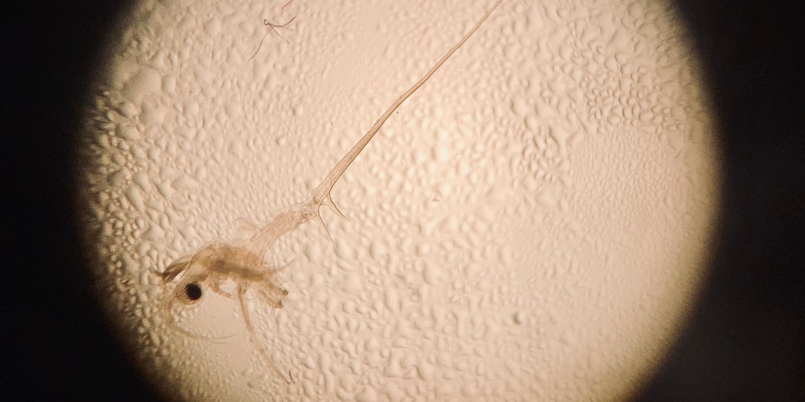 Un petit animal est observé au microscope.