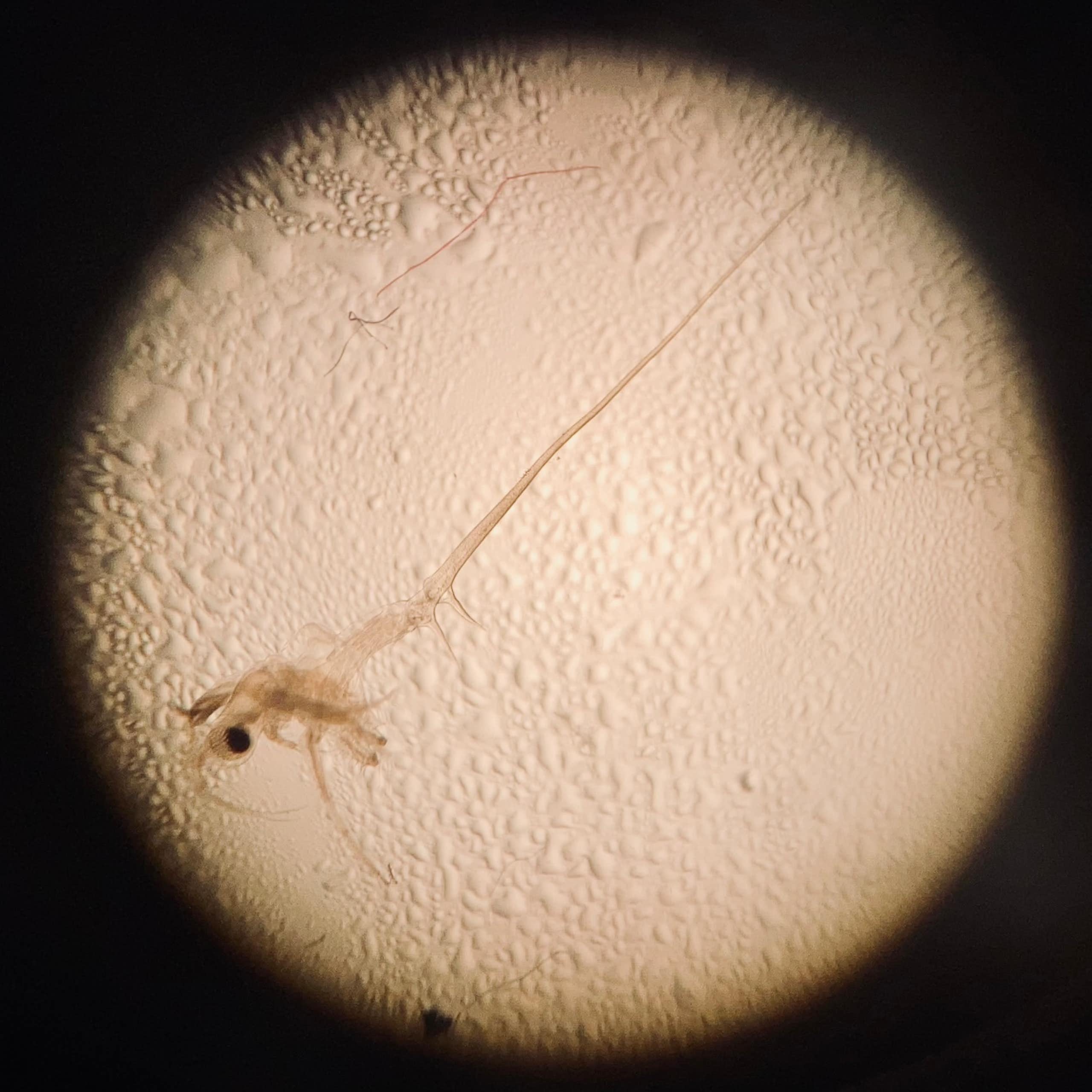 Un petit animal est observé au microscope.