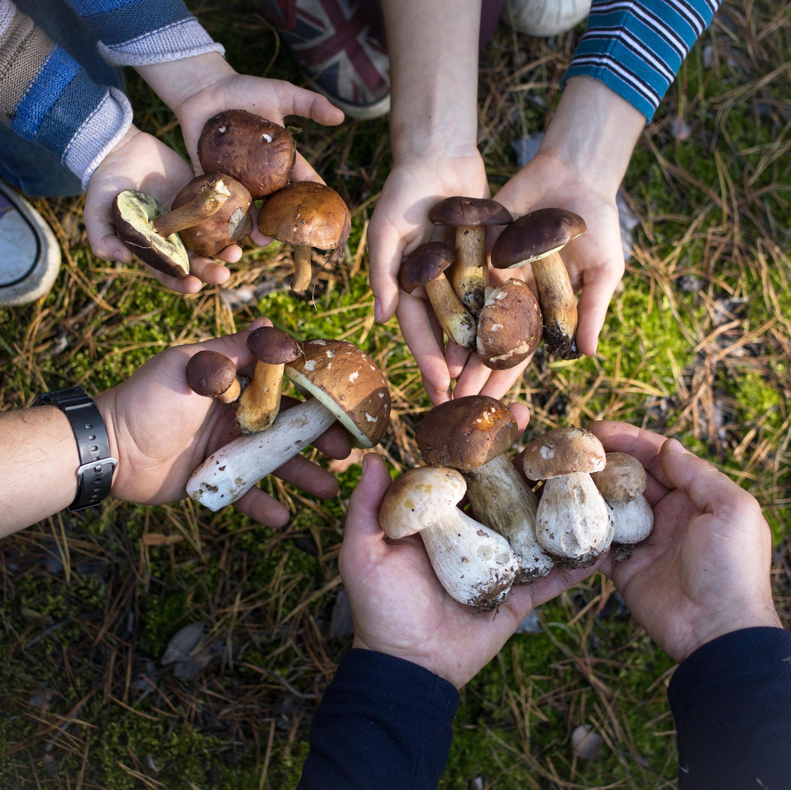 Close up of four pairs of hands holding foraged mushrooms