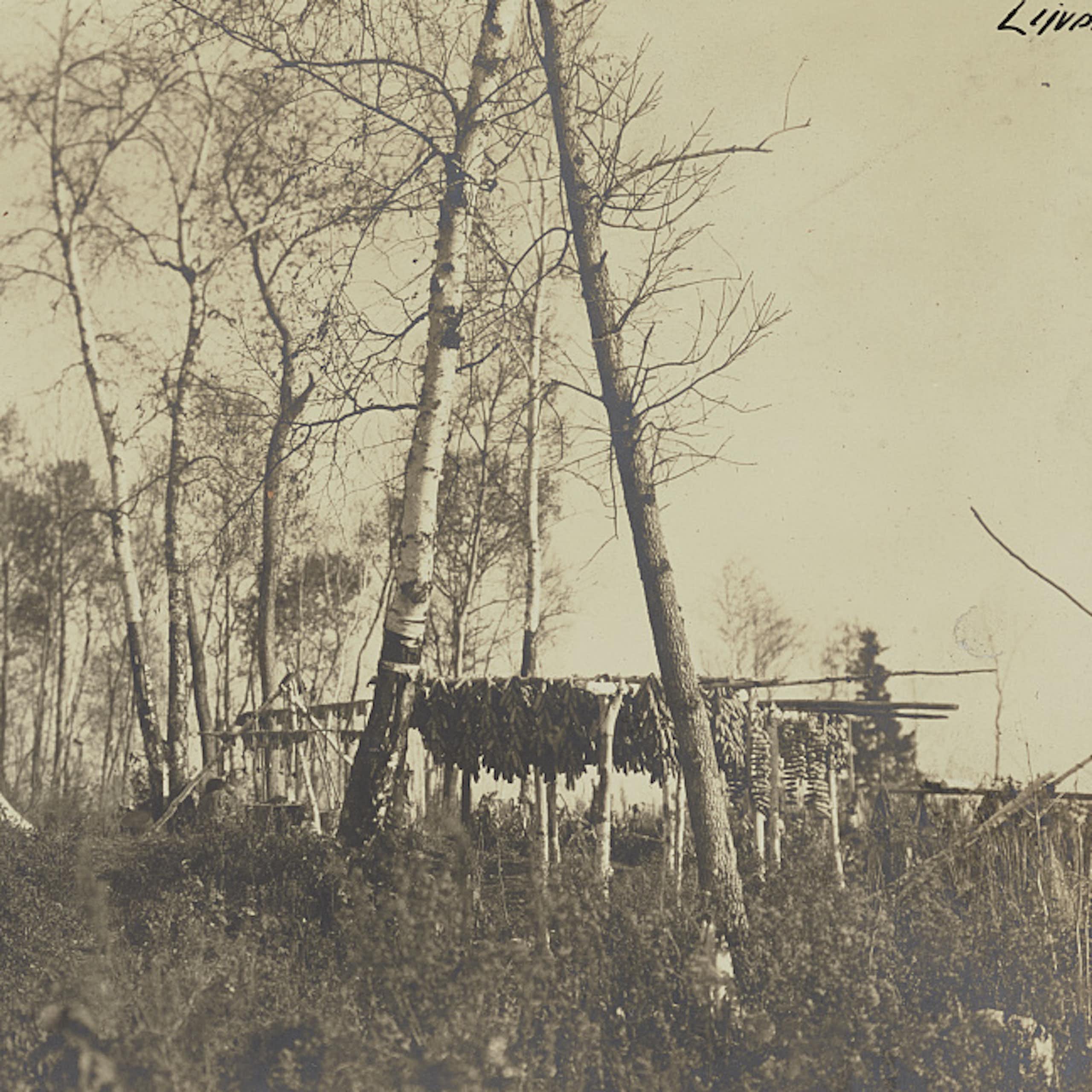 This black and white photos shows a tent and trees and corn drying on a line between two tall trees. 
