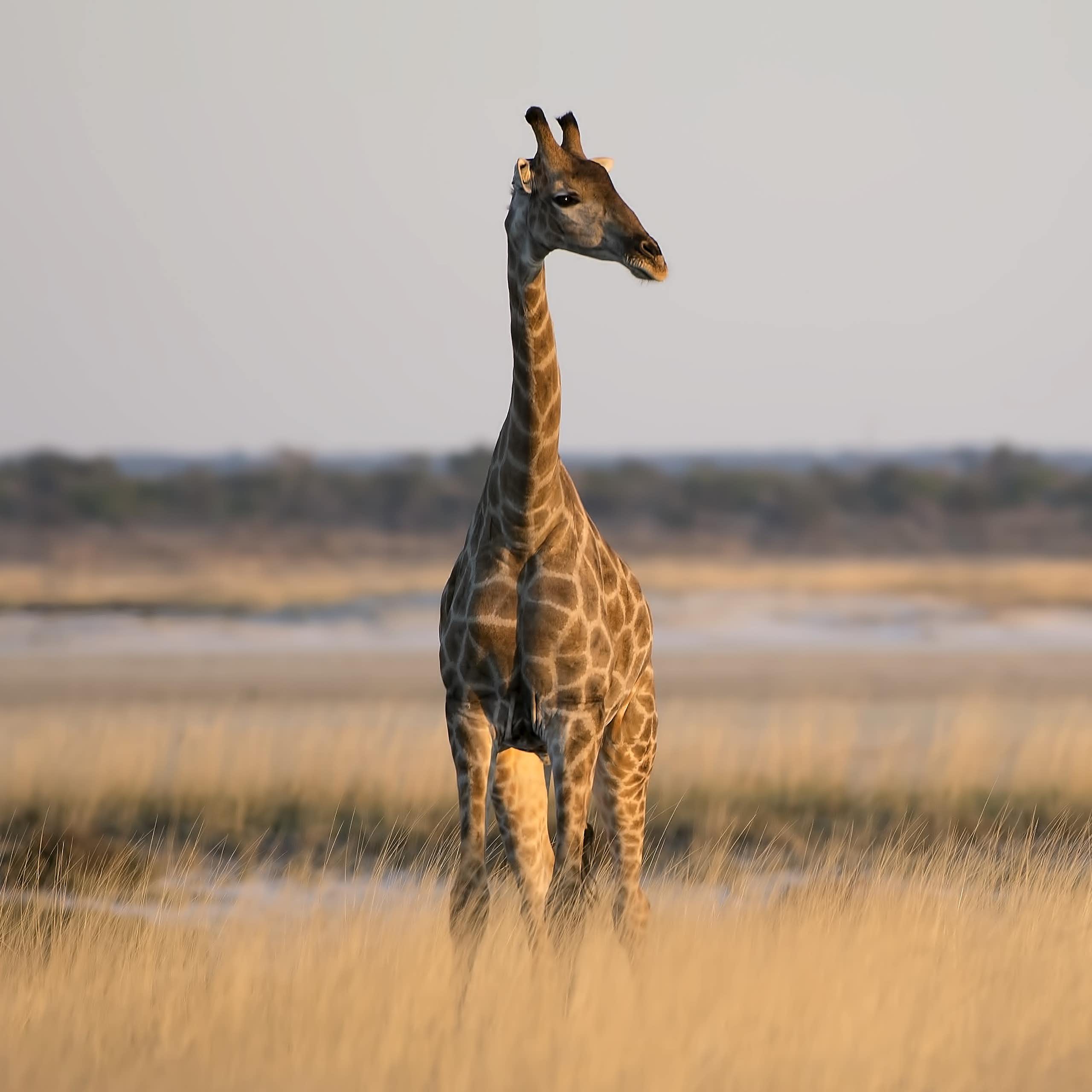 A lone giraffe in the wild looks off to one side