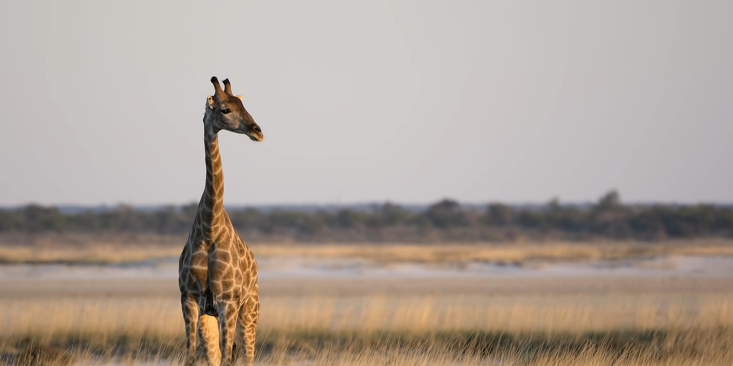 A lone giraffe in the wild looks off to one side 