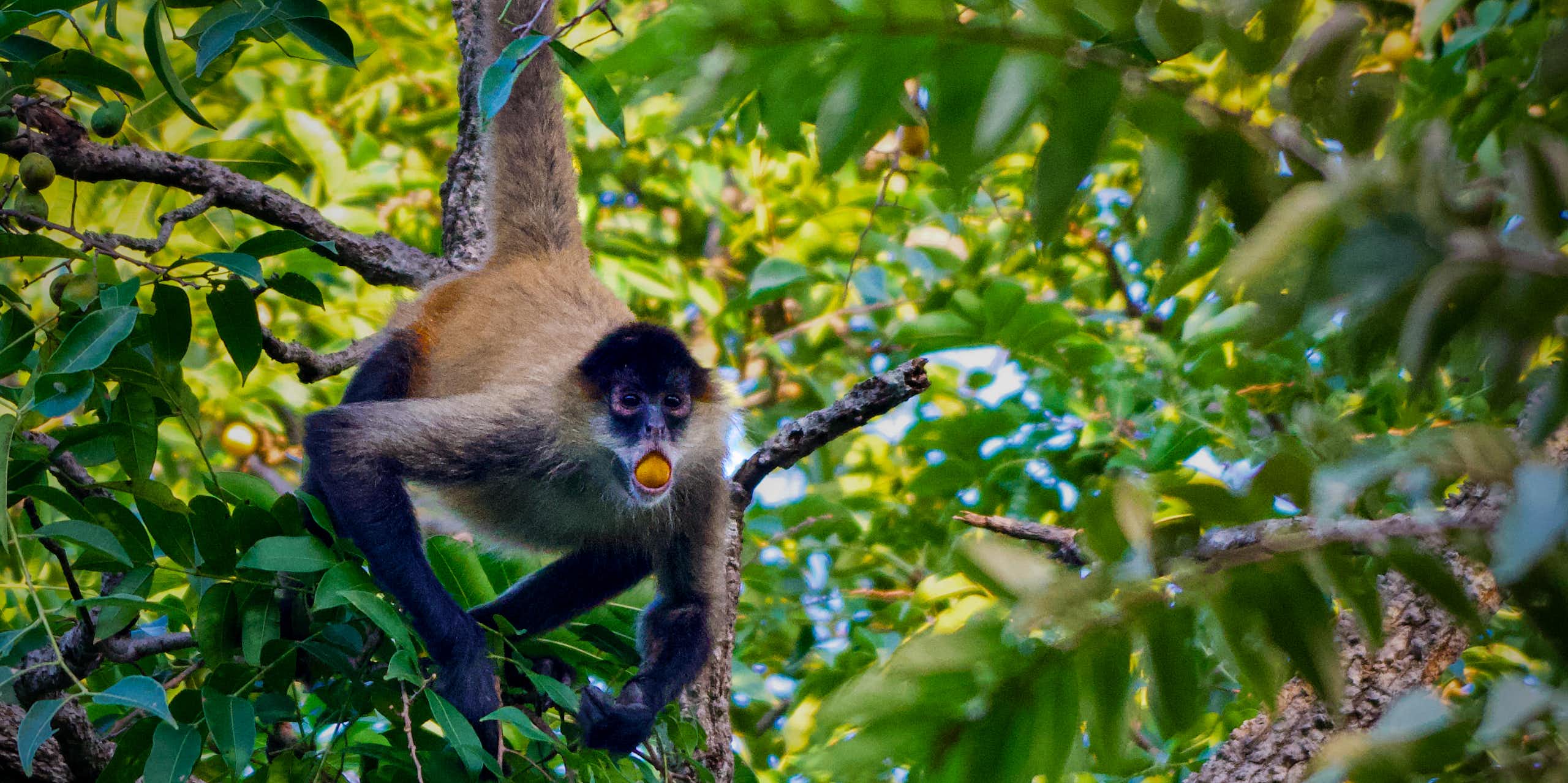 Macaco pendurado em um galho de árvore com uma fruta na boca.