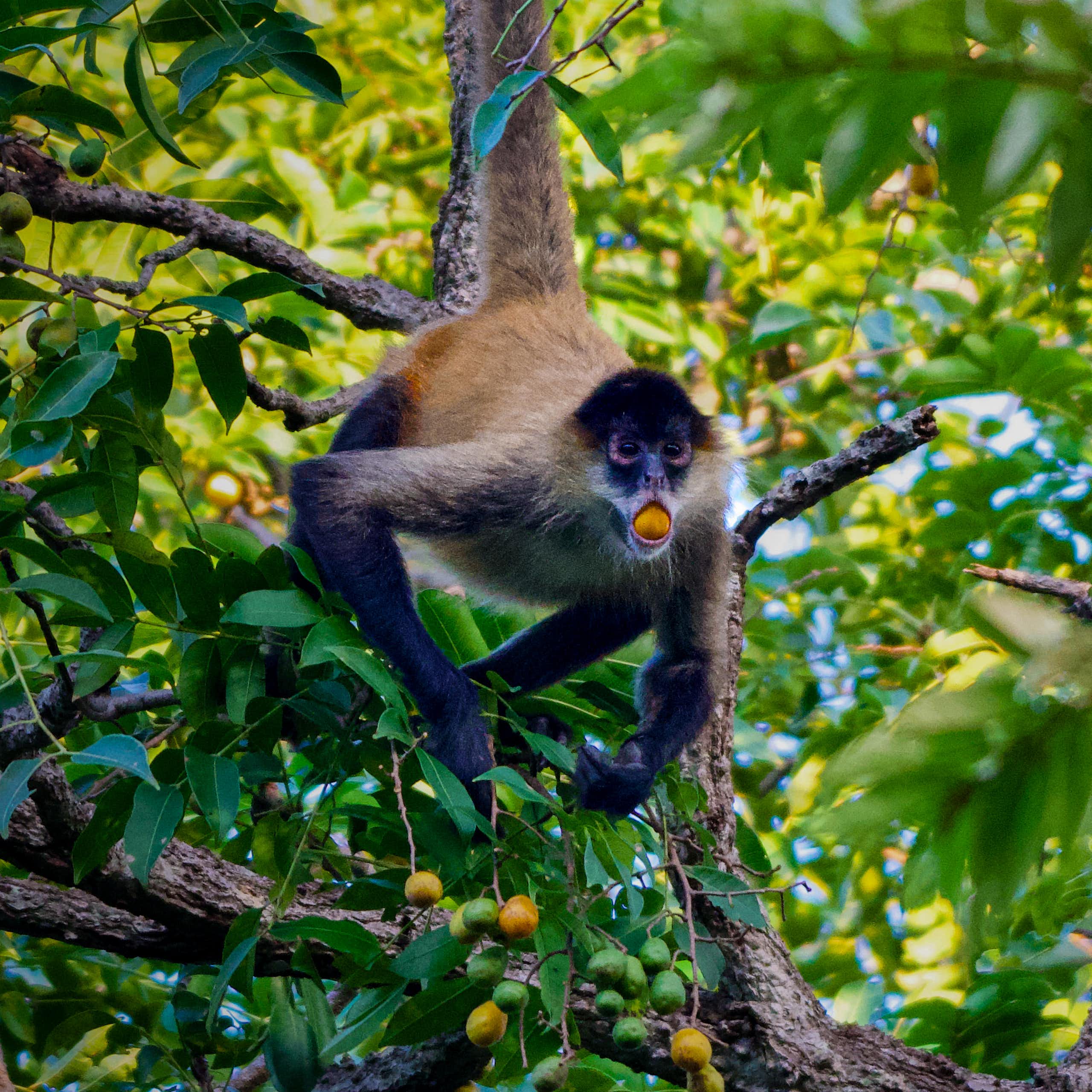 Macaco pendurado em um galho de árvore com uma fruta na boca.