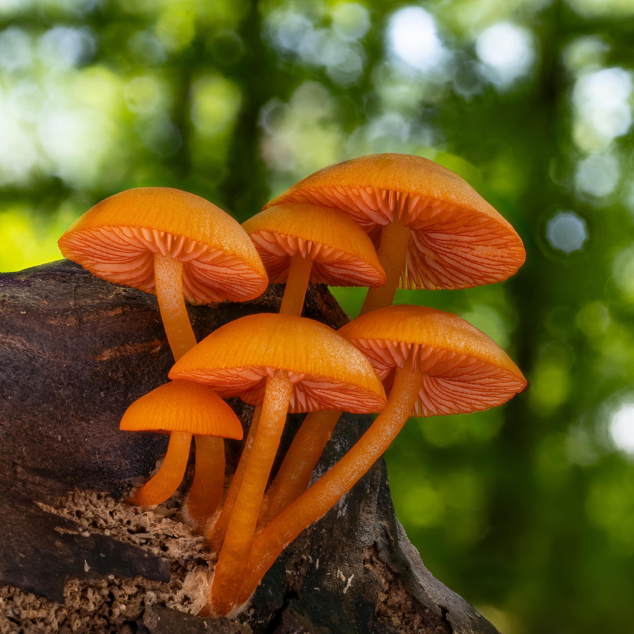 A cluster of orange _Mycena leaiana_ mushrooms growing from a dead log.