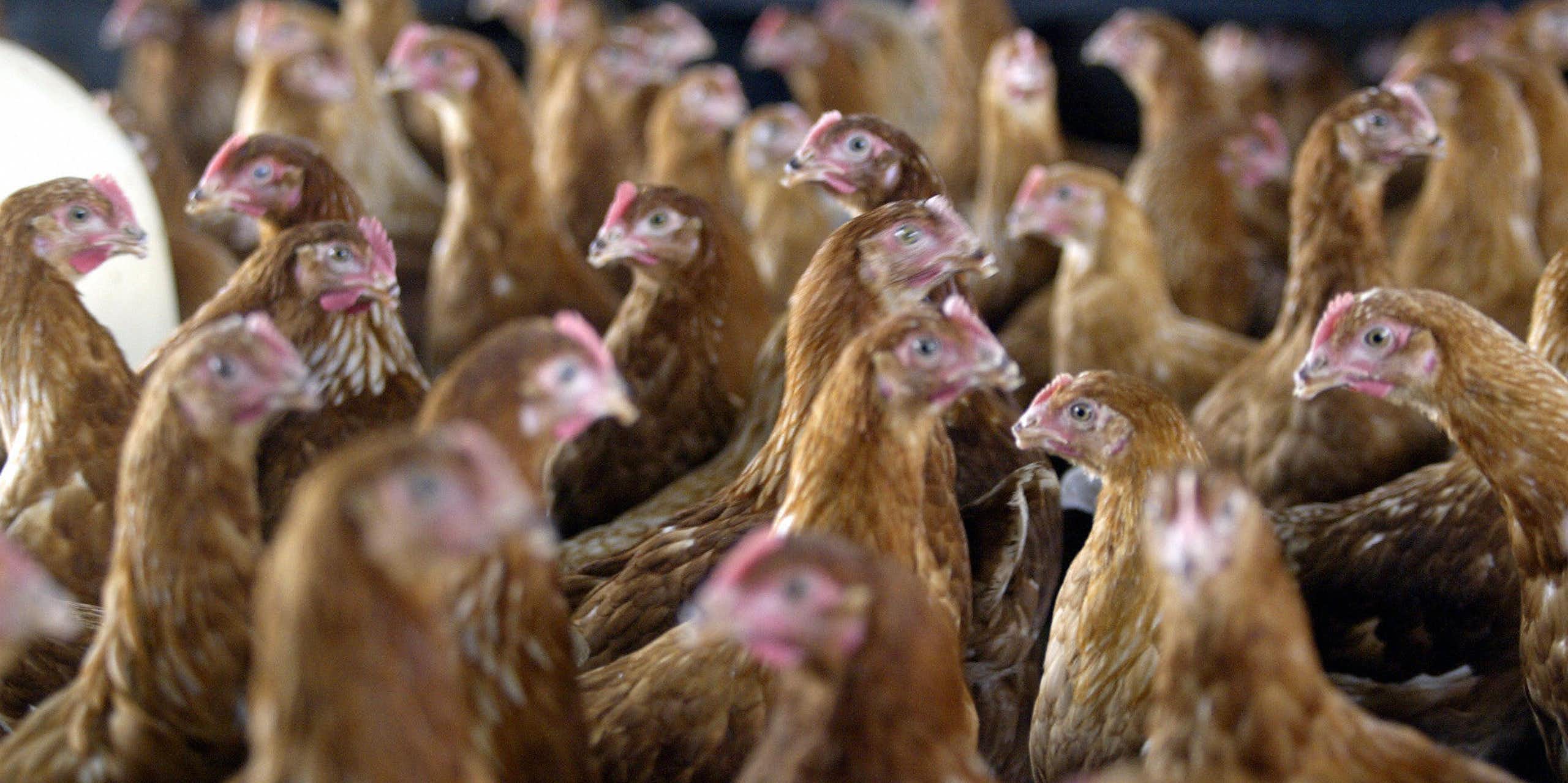 Densely gathered group of fowls