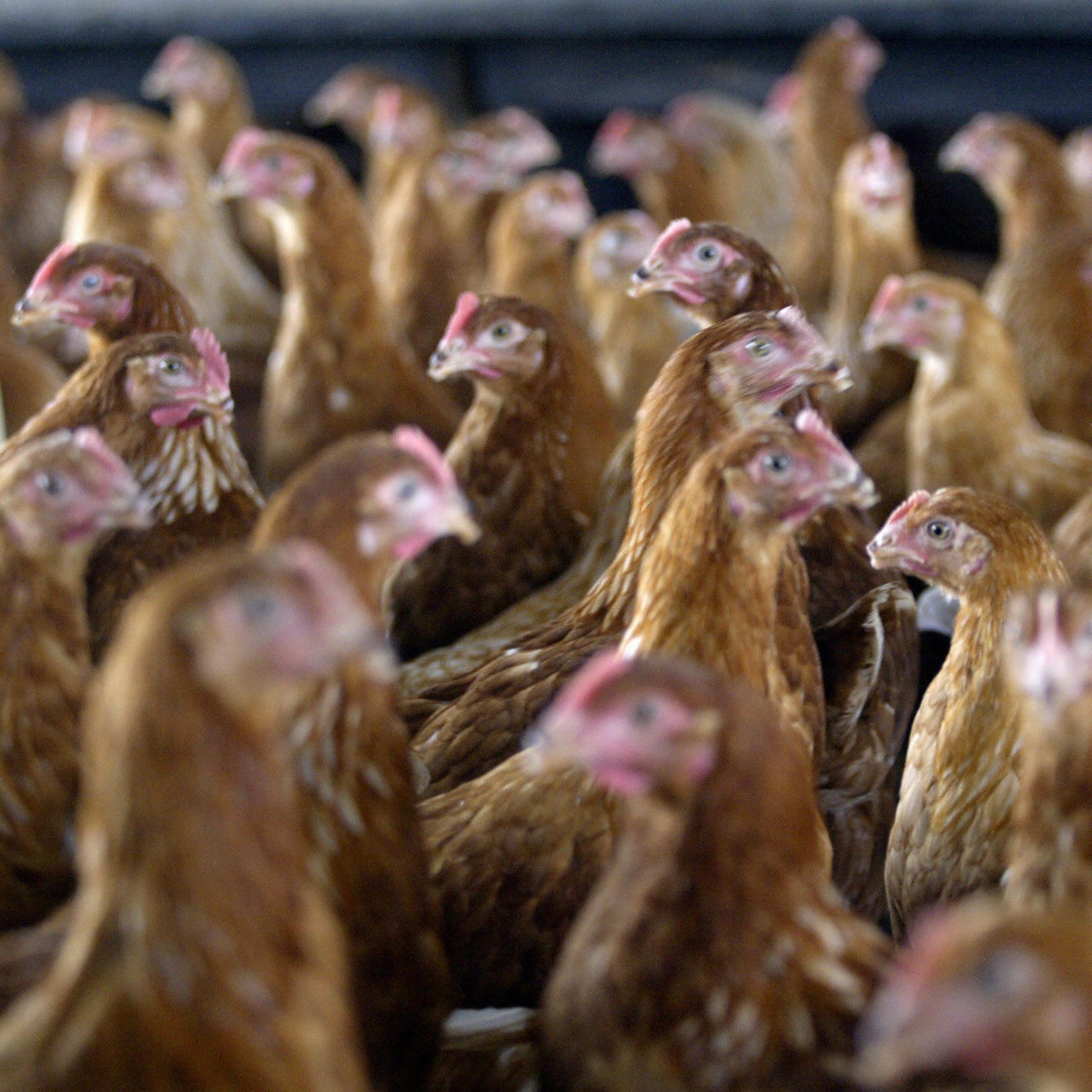 Densely gathered group of fowls