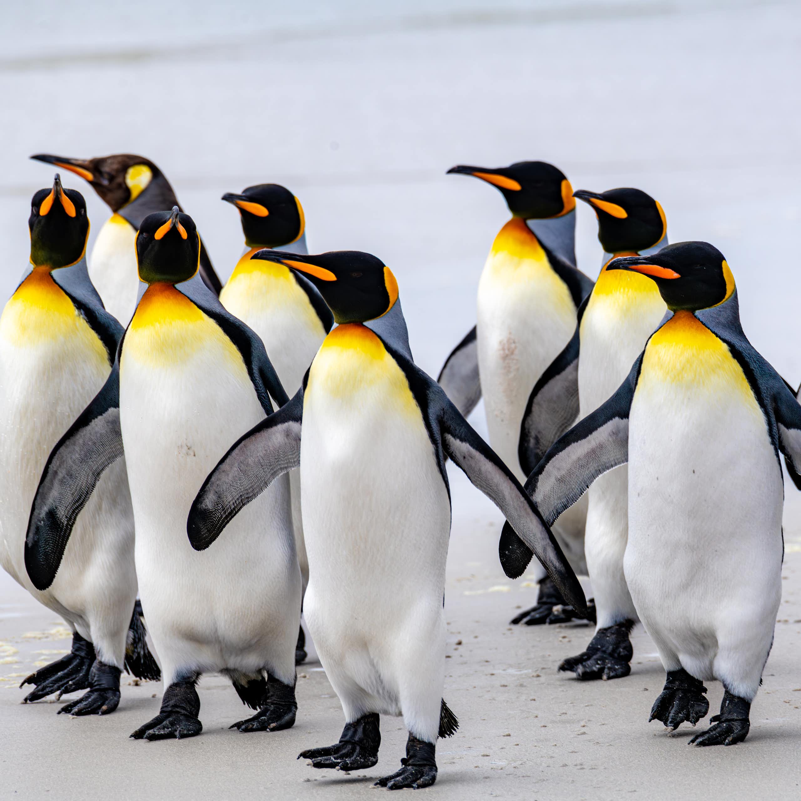 ¿Por qué tienen alas los pingüinos si no pueden volar?