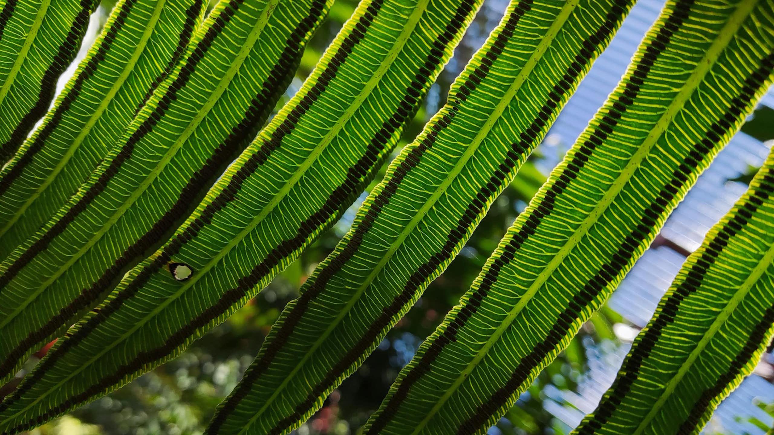 Foto da parte inferior de uma samambaia