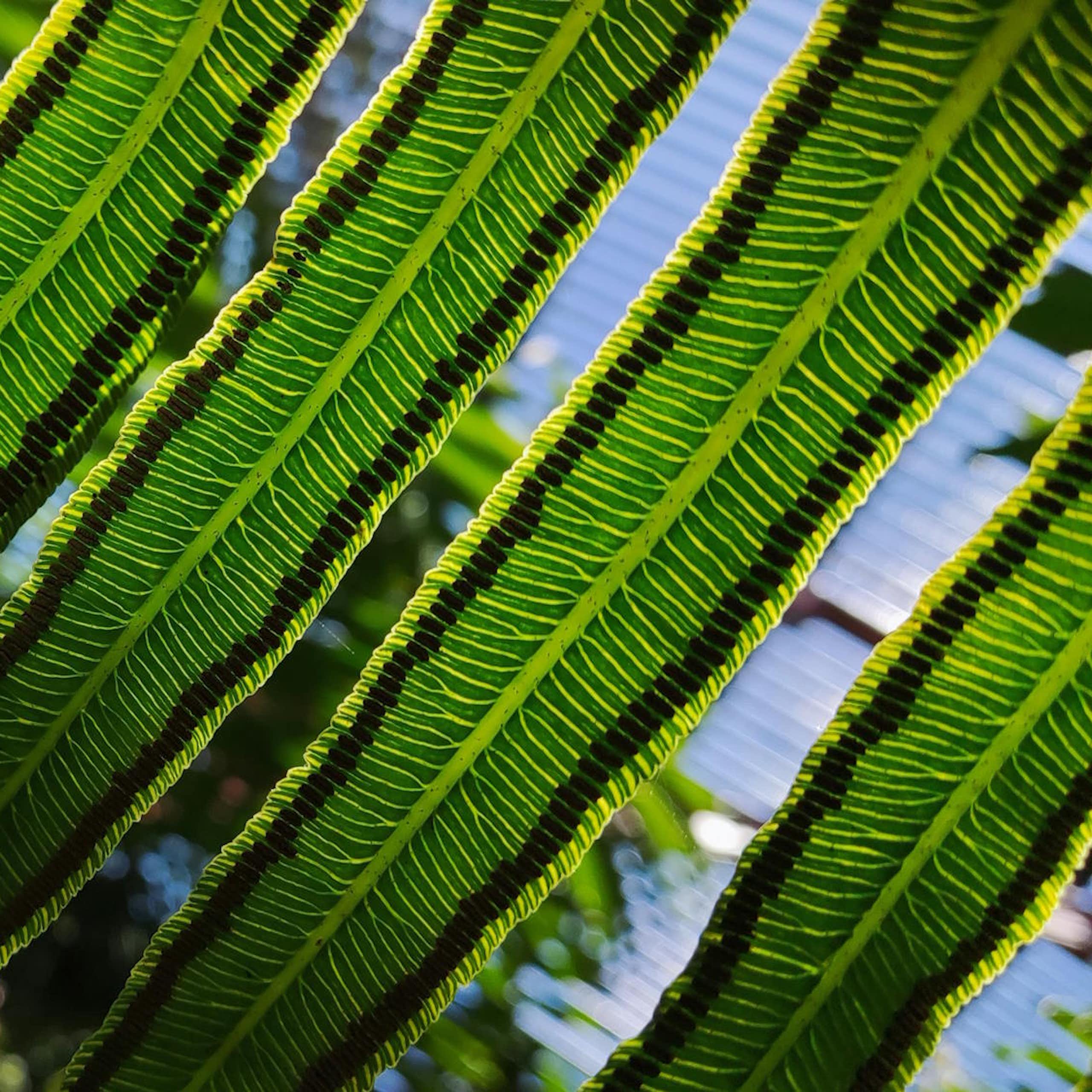 Foto da parte inferior de uma samambaia