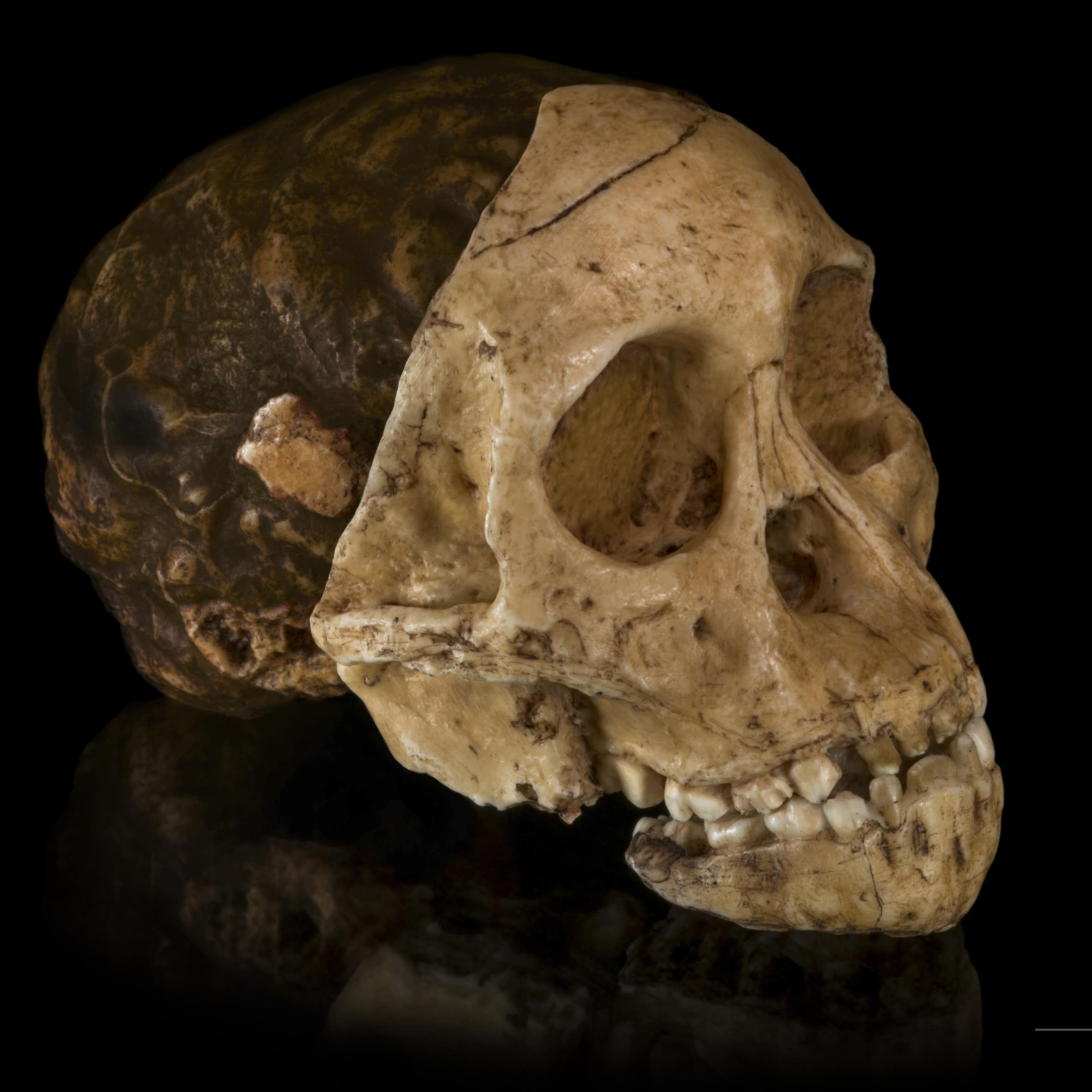 Cast of the Taung child fossil skull. 