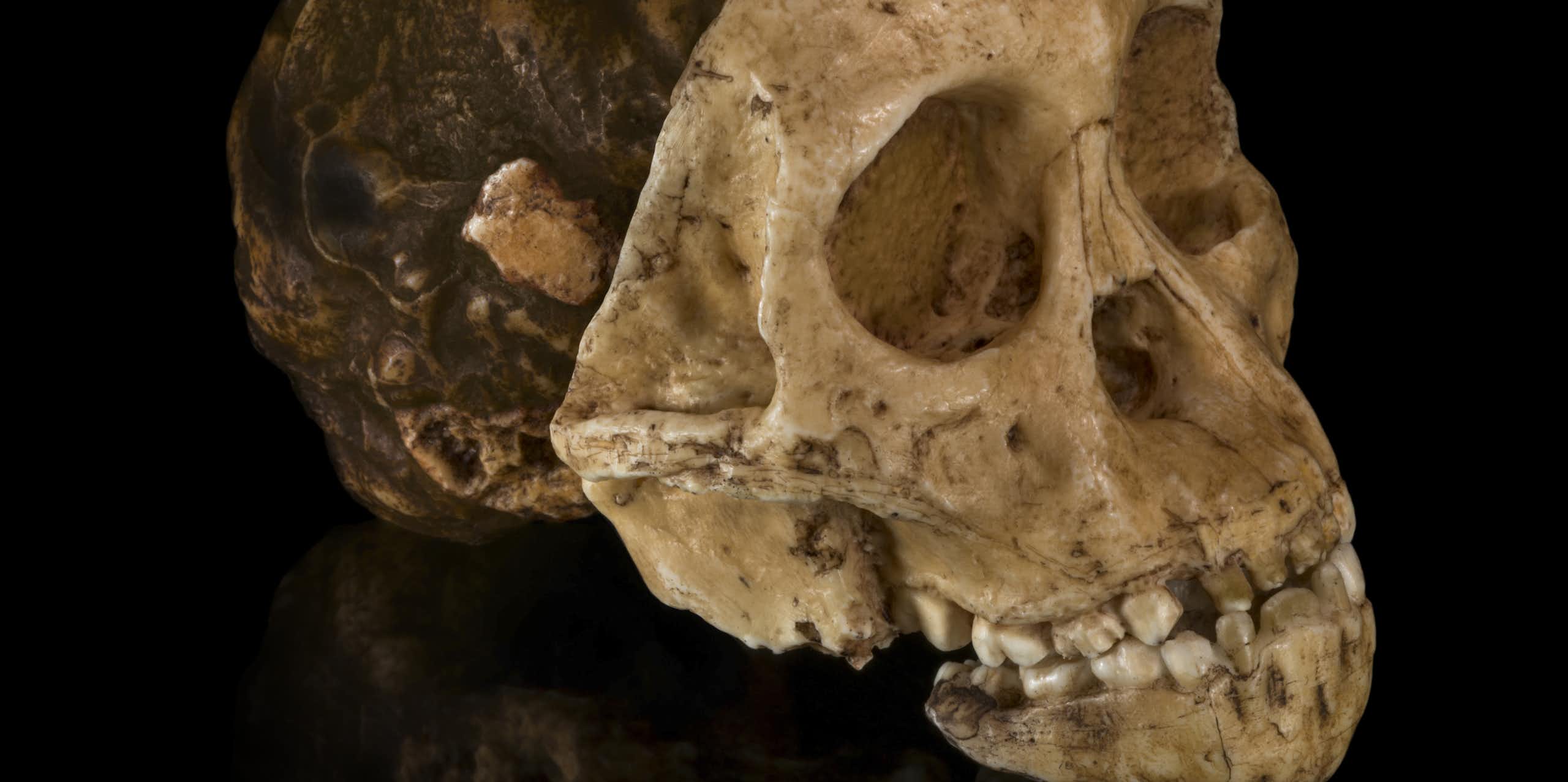 Cast of the Taung child fossil skull. 