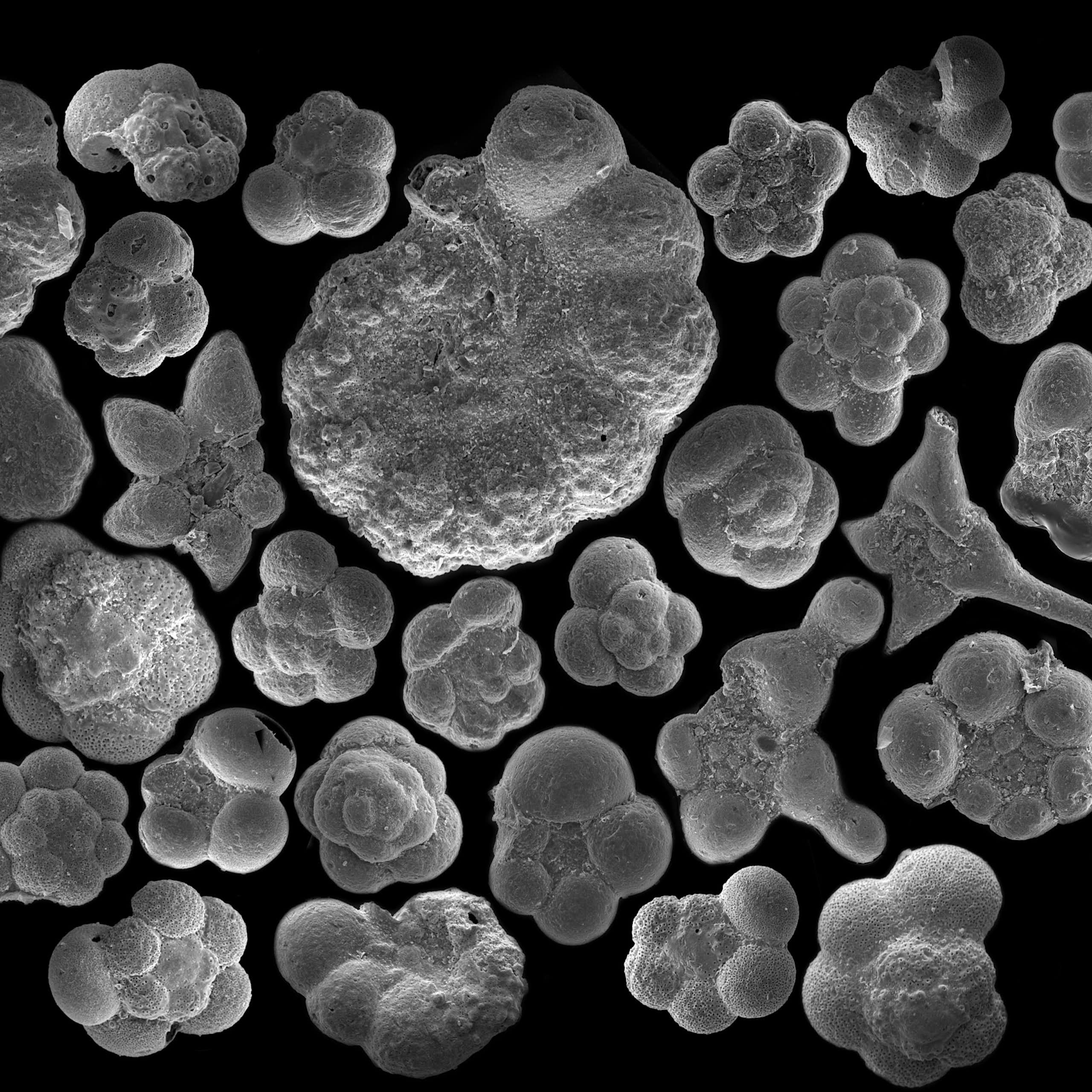 A collection of round, bulbous fossils in black and white. 