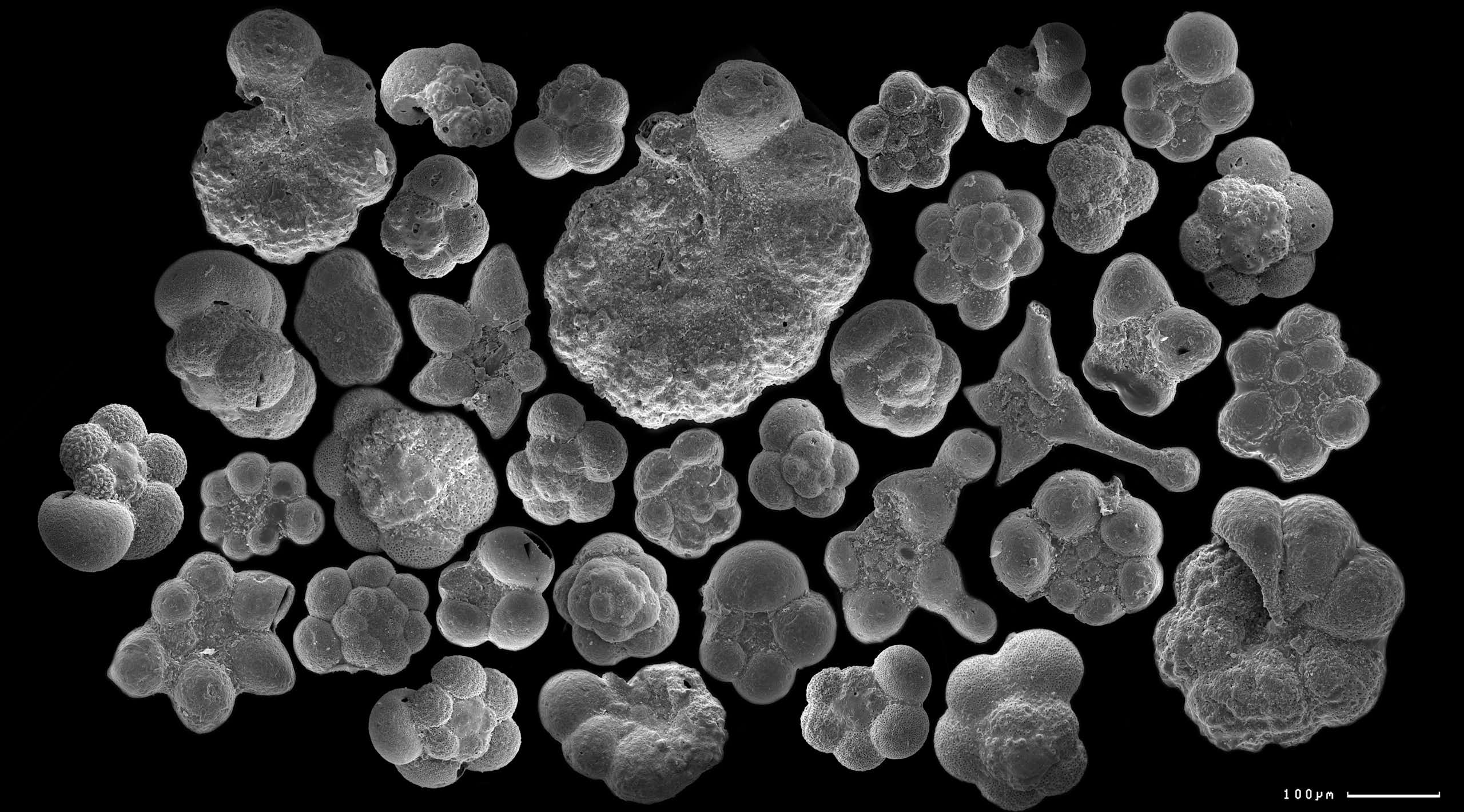 A collection of round, bulbous fossils in black and white. 