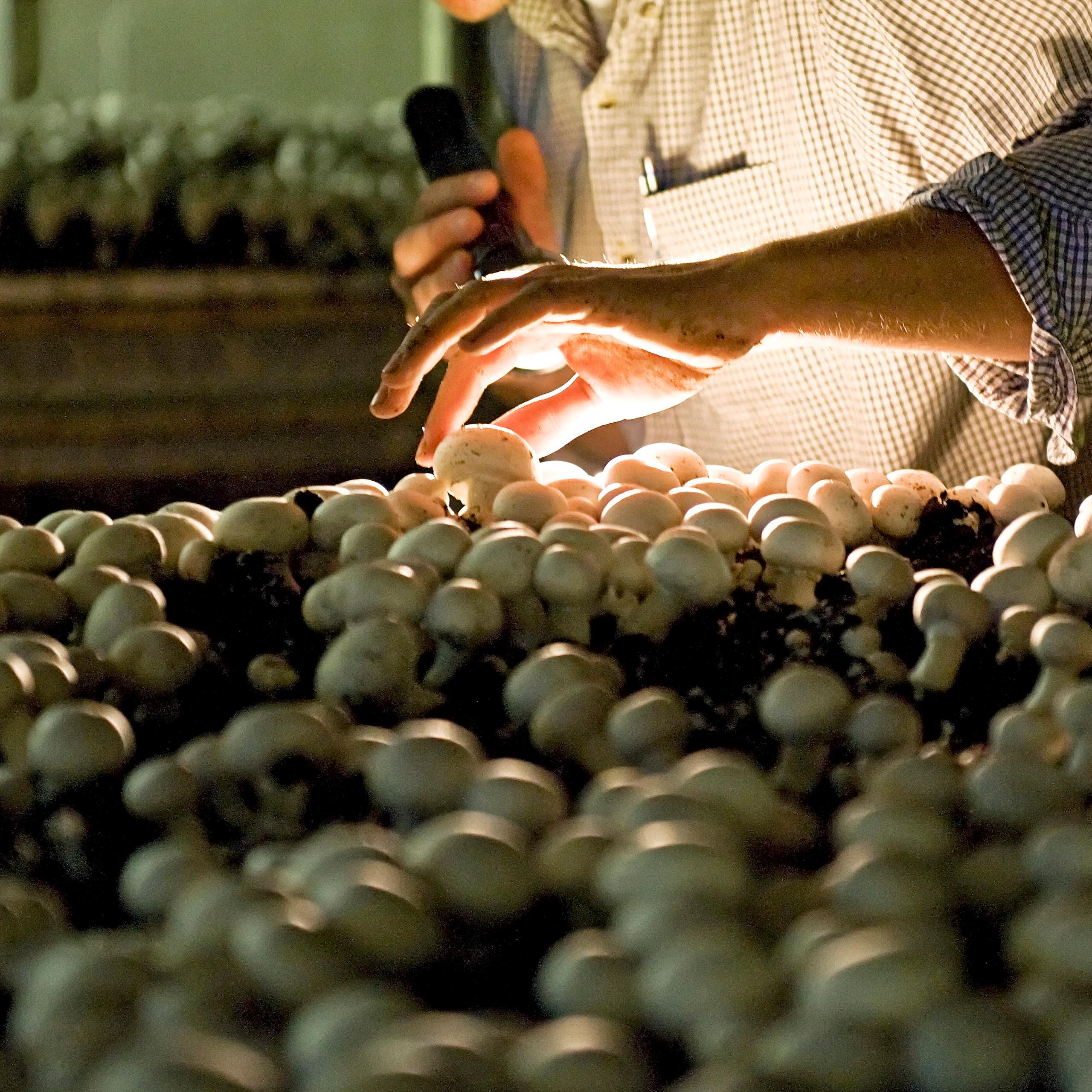 Man holds flashlight in one hand and touches white button mushrooms with other