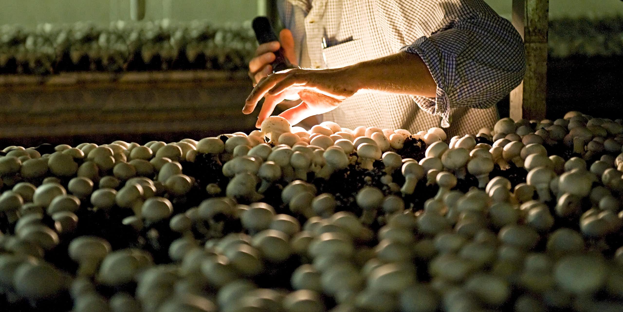 Man holds flashlight in one hand and touches white button mushrooms with other