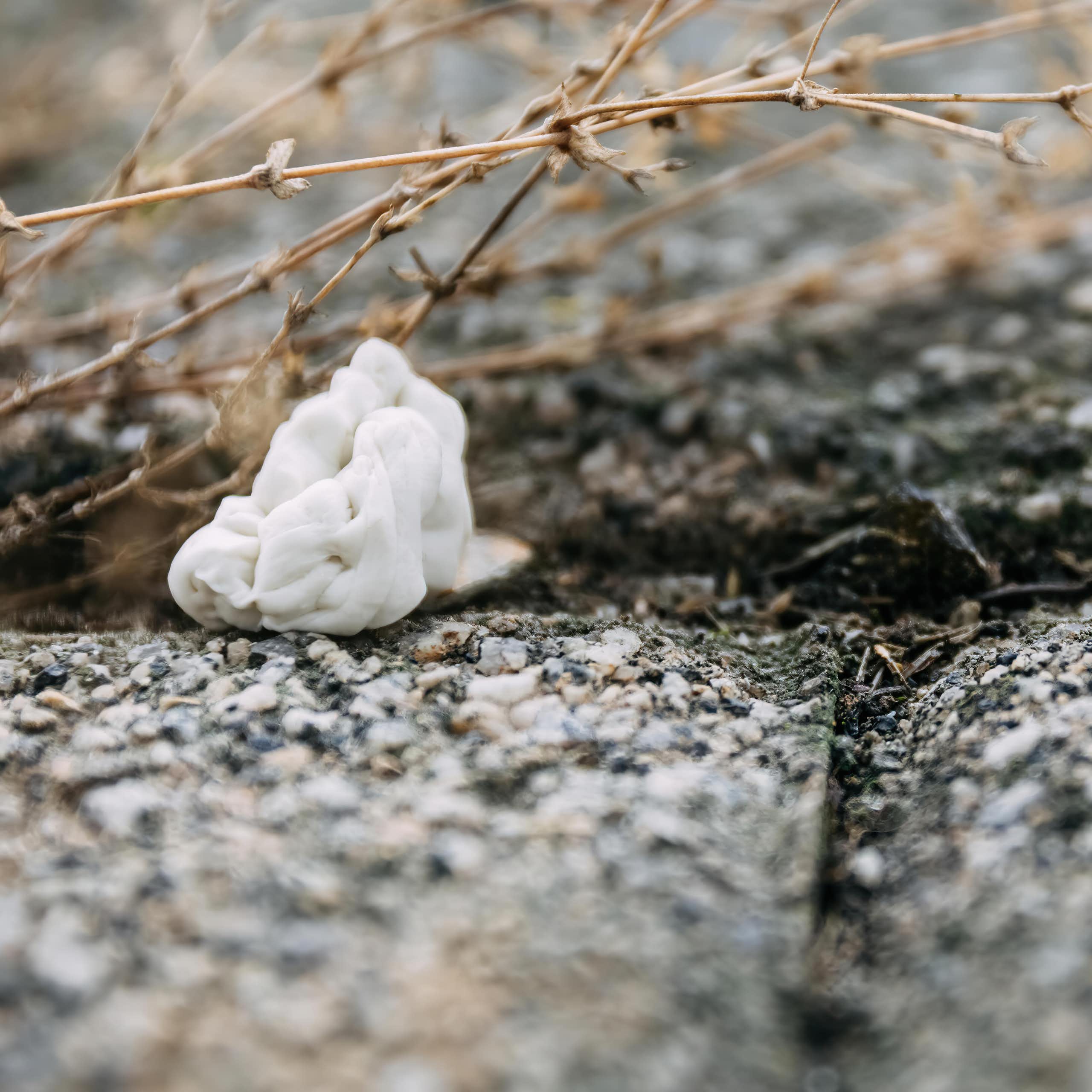 gum on paving near plant