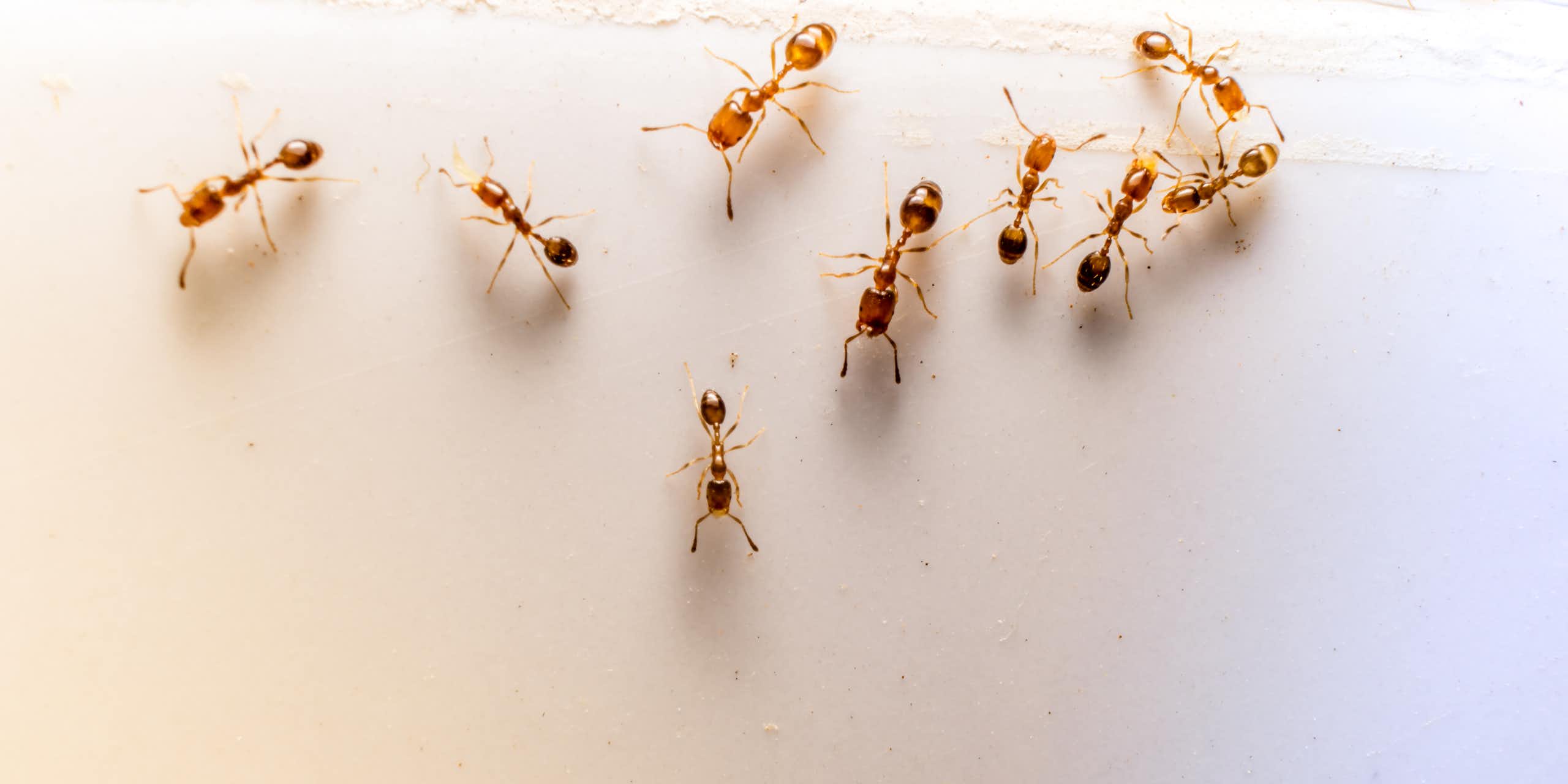 Ants climb along an indoor surface.