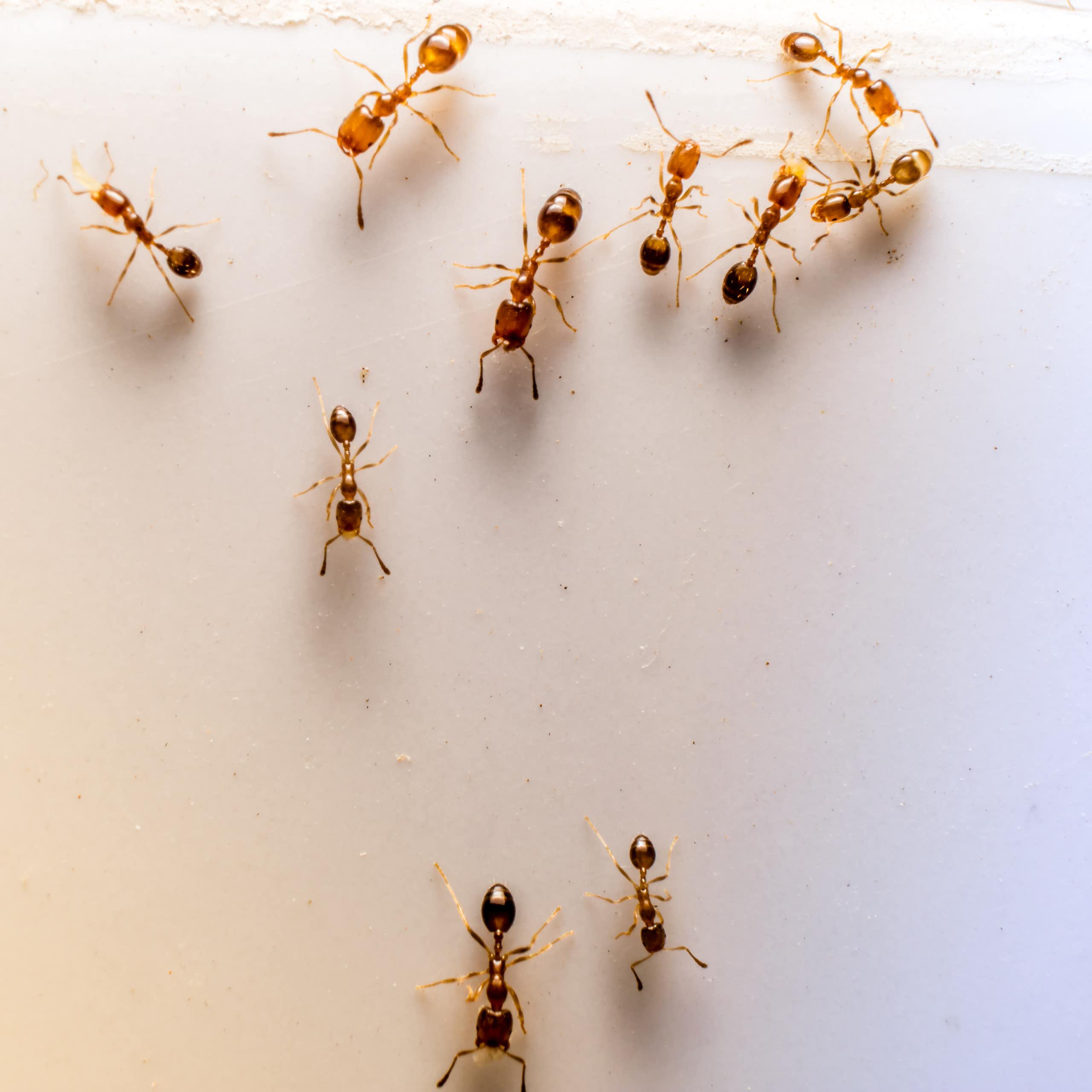 Ants climb along an indoor surface.