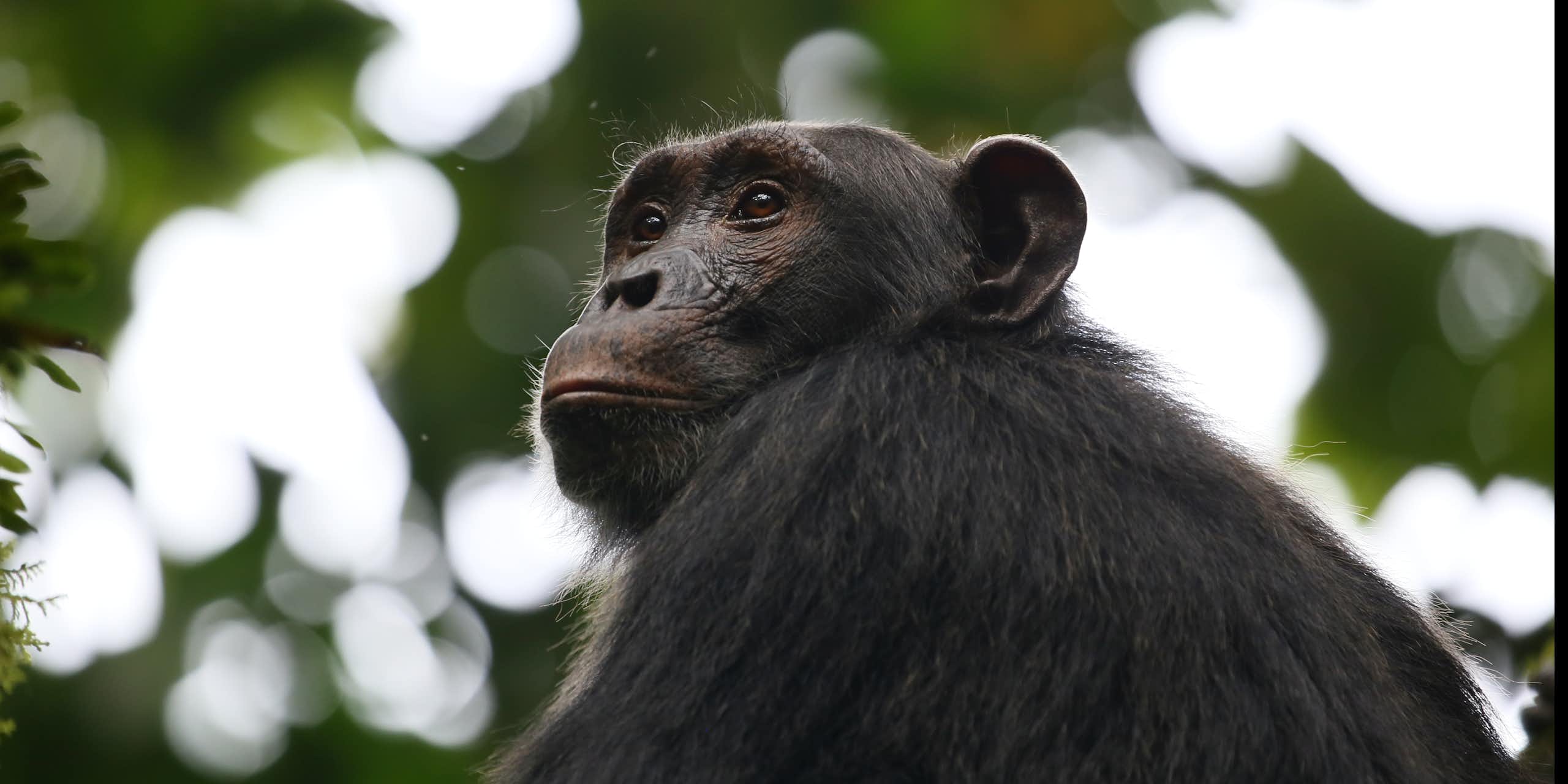 Chimpanzee against leafy background