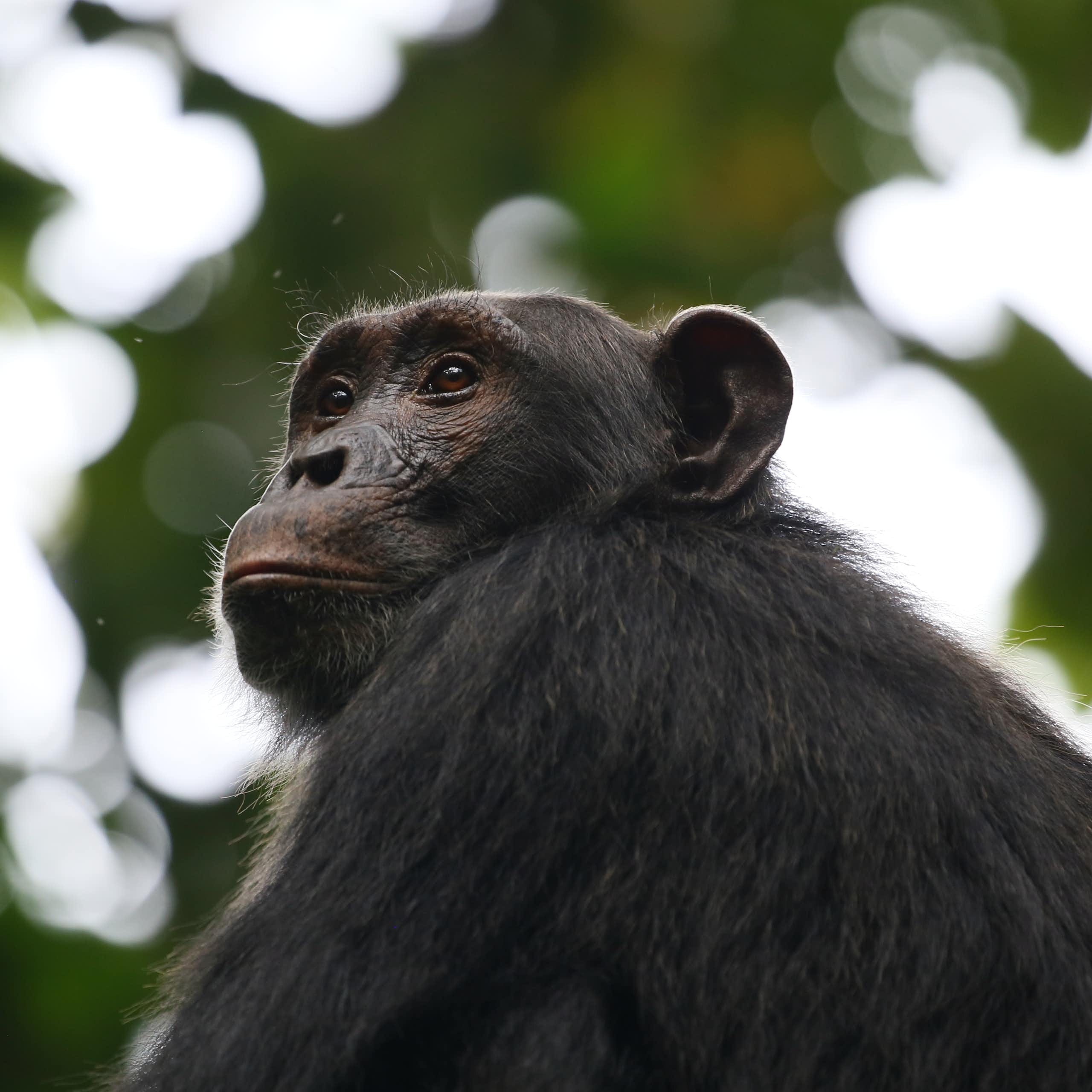 Chimpanzee against leafy background