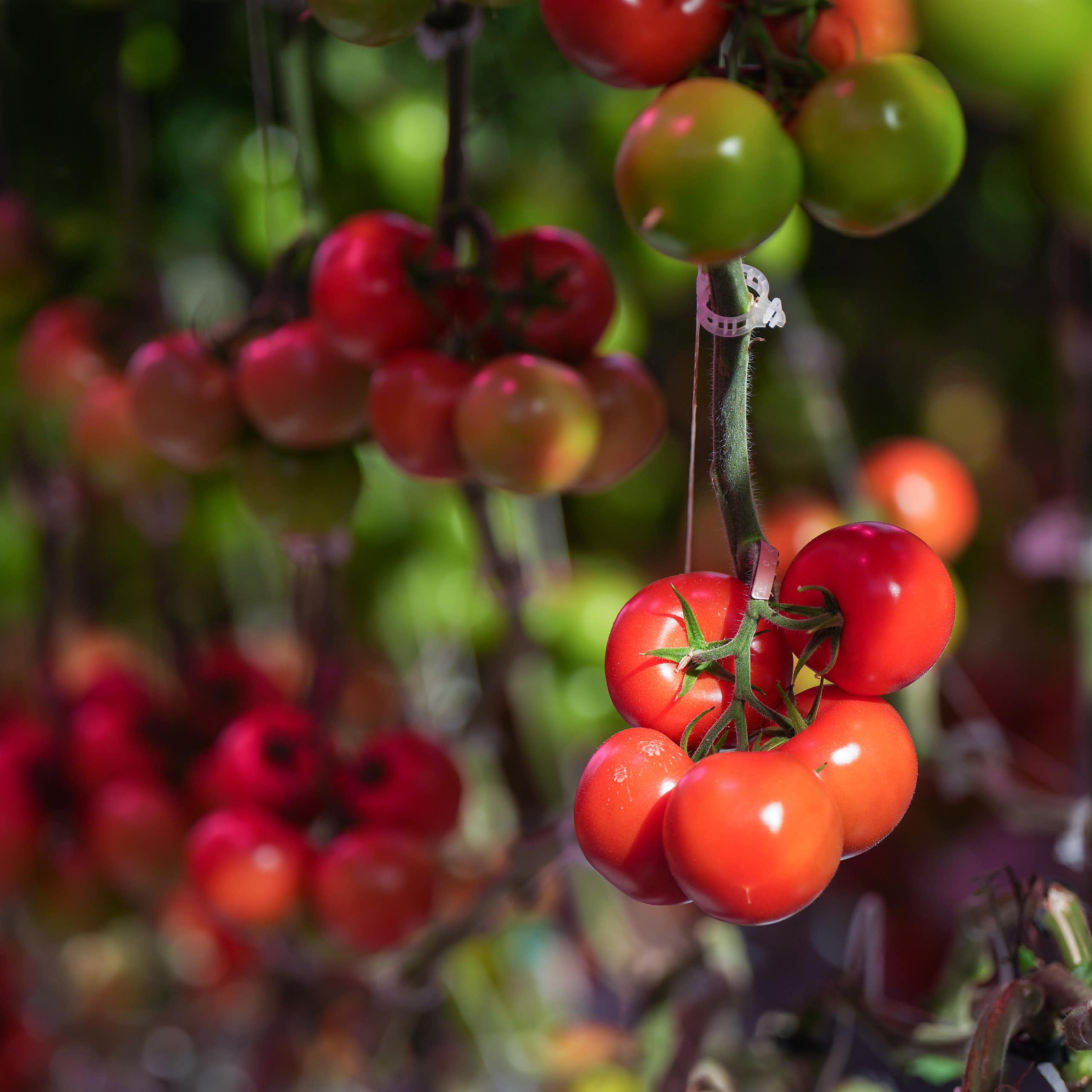 Close up of a cluster of red tomatoes growing on a vine