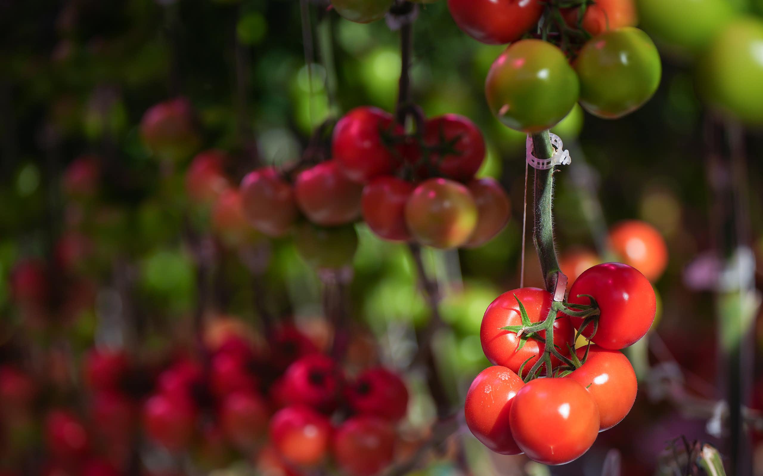 Close up of a cluster of red tomatoes growing on a vine
