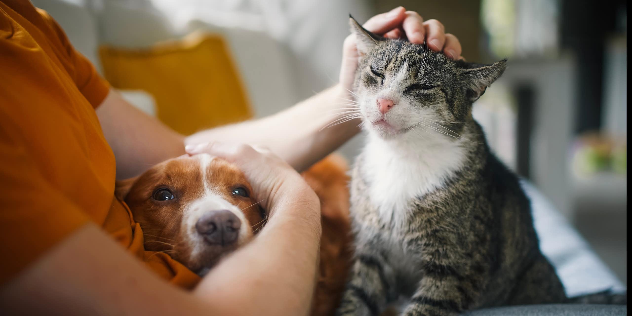 a person sitting on a couch with a dog and a cat sitting on his lap