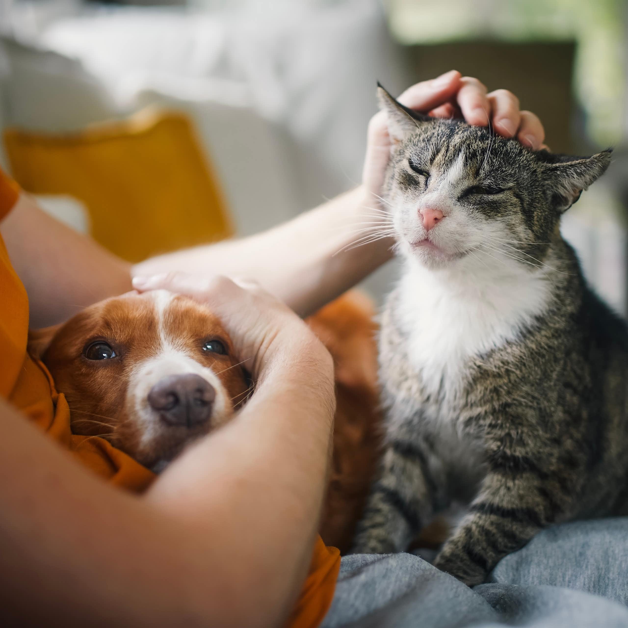 a person sitting on a couch with a dog and a cat sitting on his lap