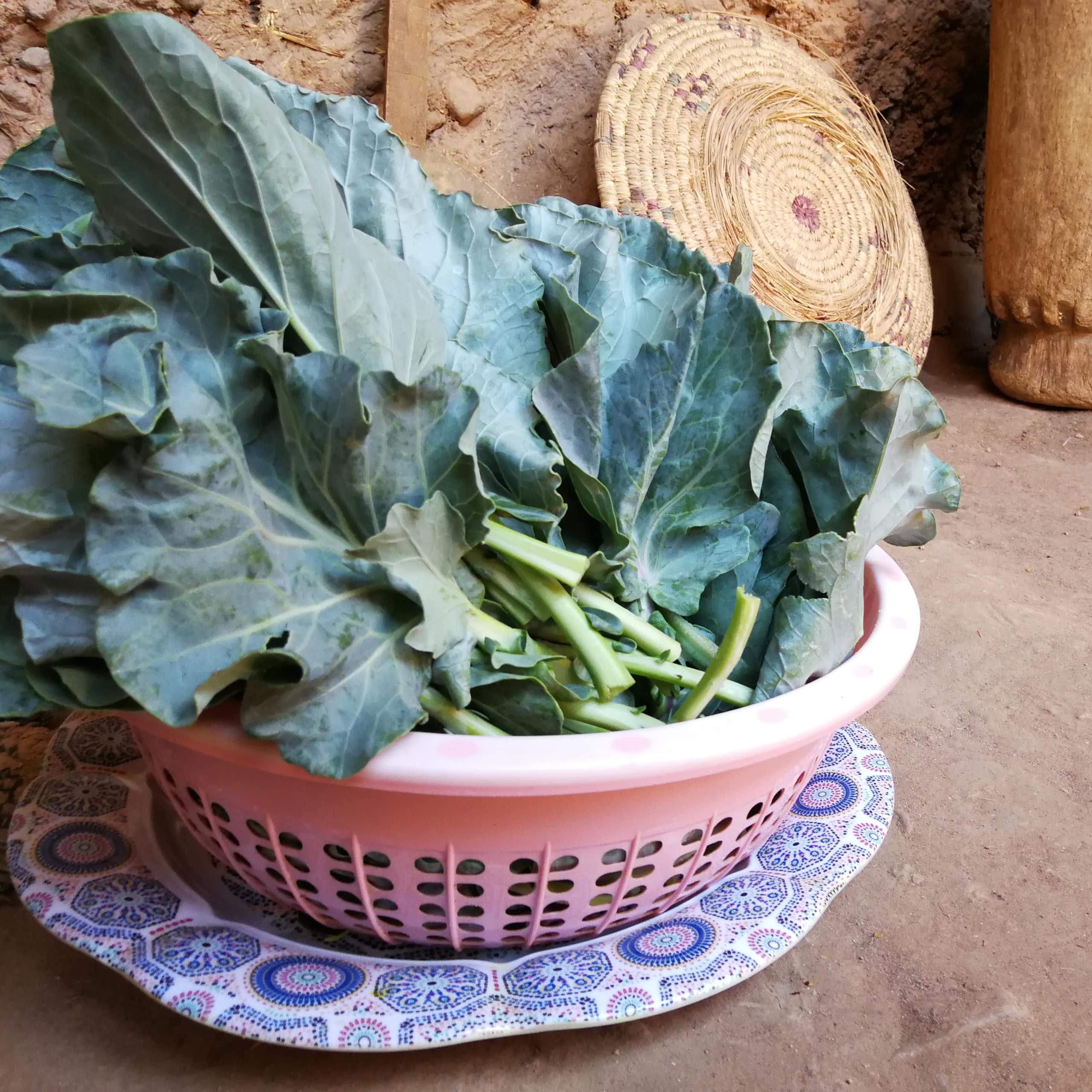 Some green leaves are seen in a pot.