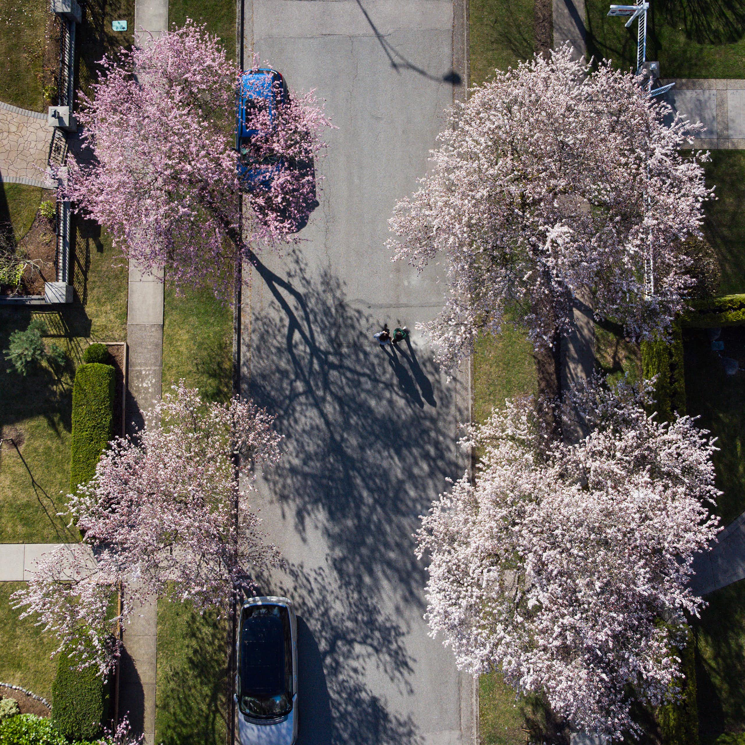 Overhead view of people walking down a street lined with blooming cherry blossom trees