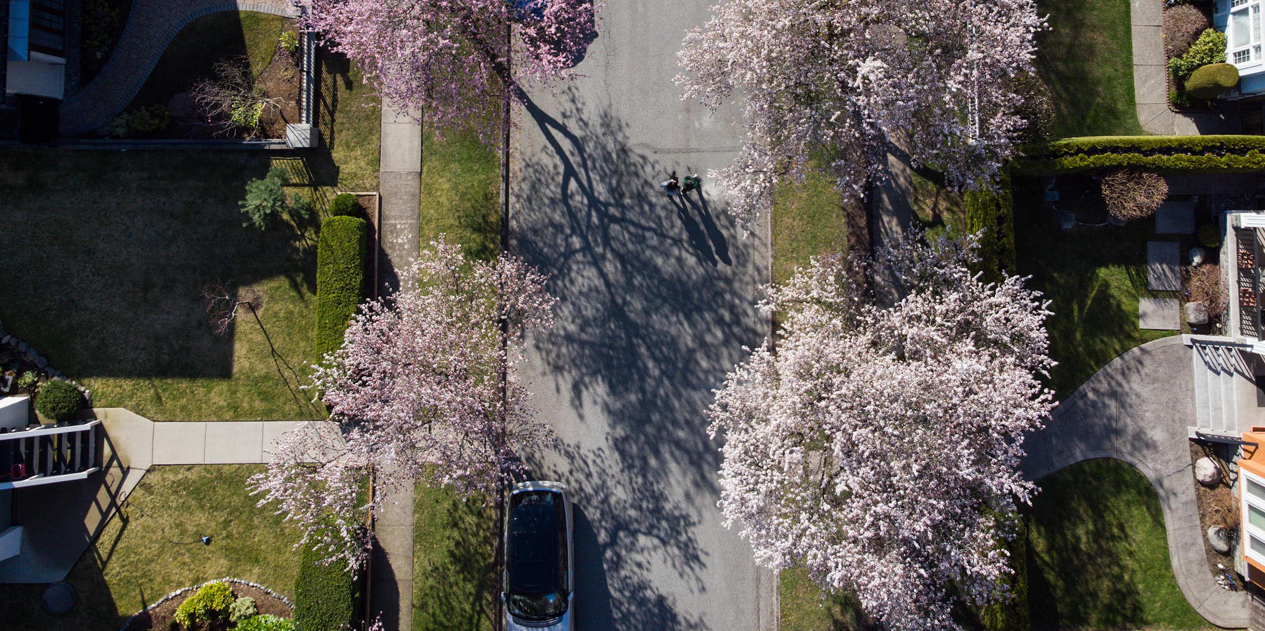 Overhead view of people walking down a street lined with blooming cherry blossom trees