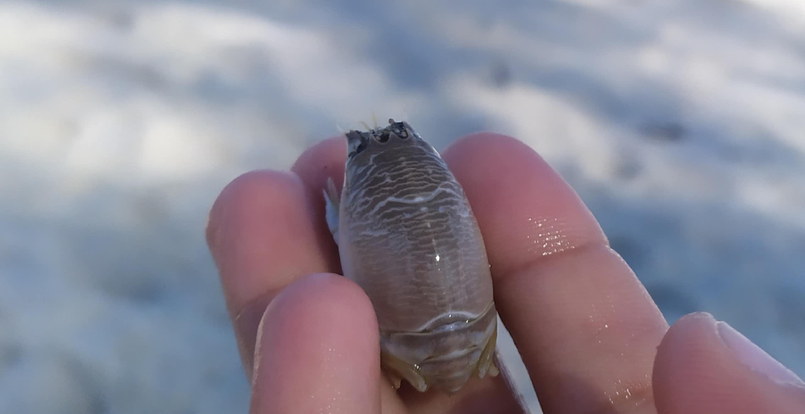 Novo sumiço dos tatuís volta a preocupar cientistas no Brasil e no mundo