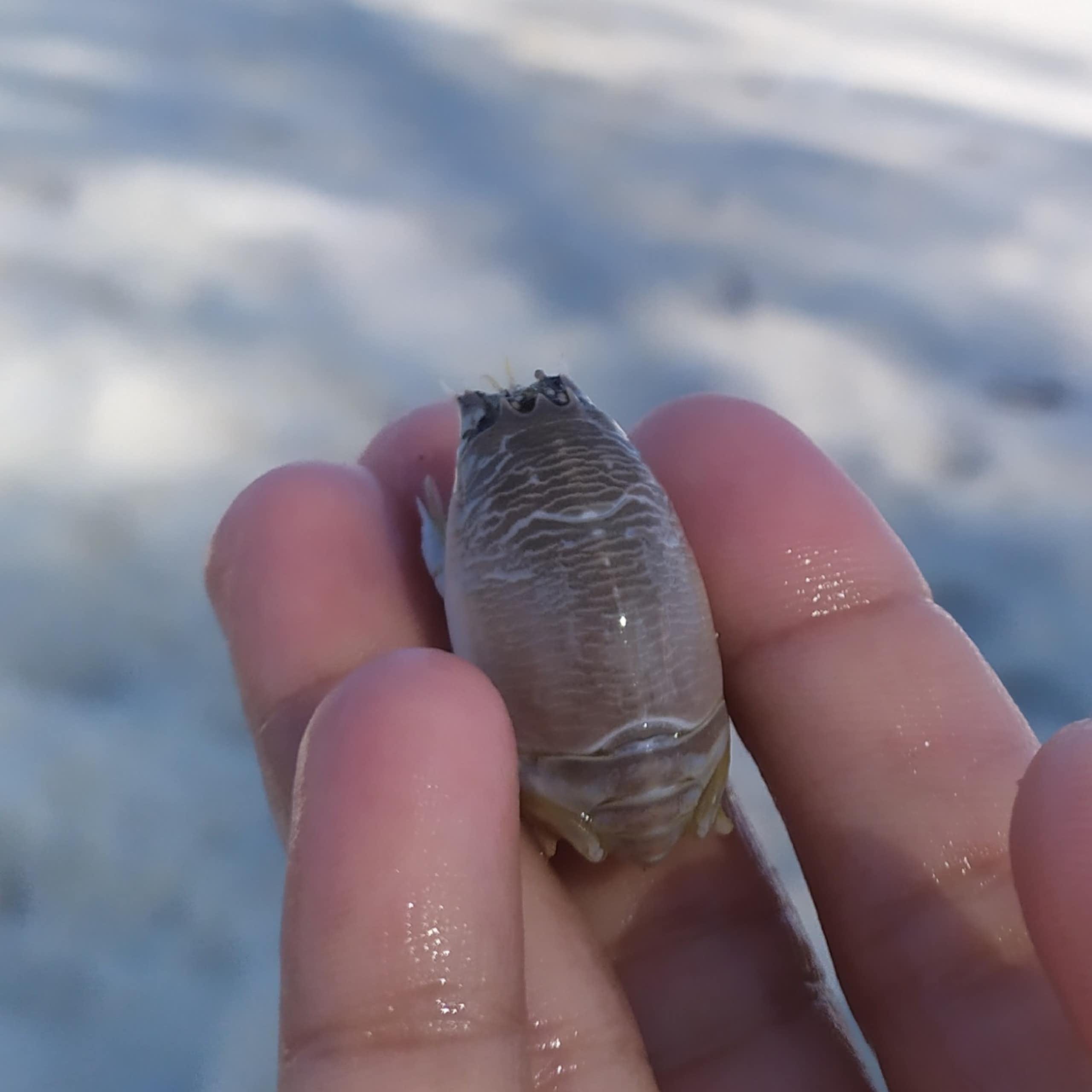 Novo sumiço dos tatuís volta a preocupar cientistas no Brasil e no mundo