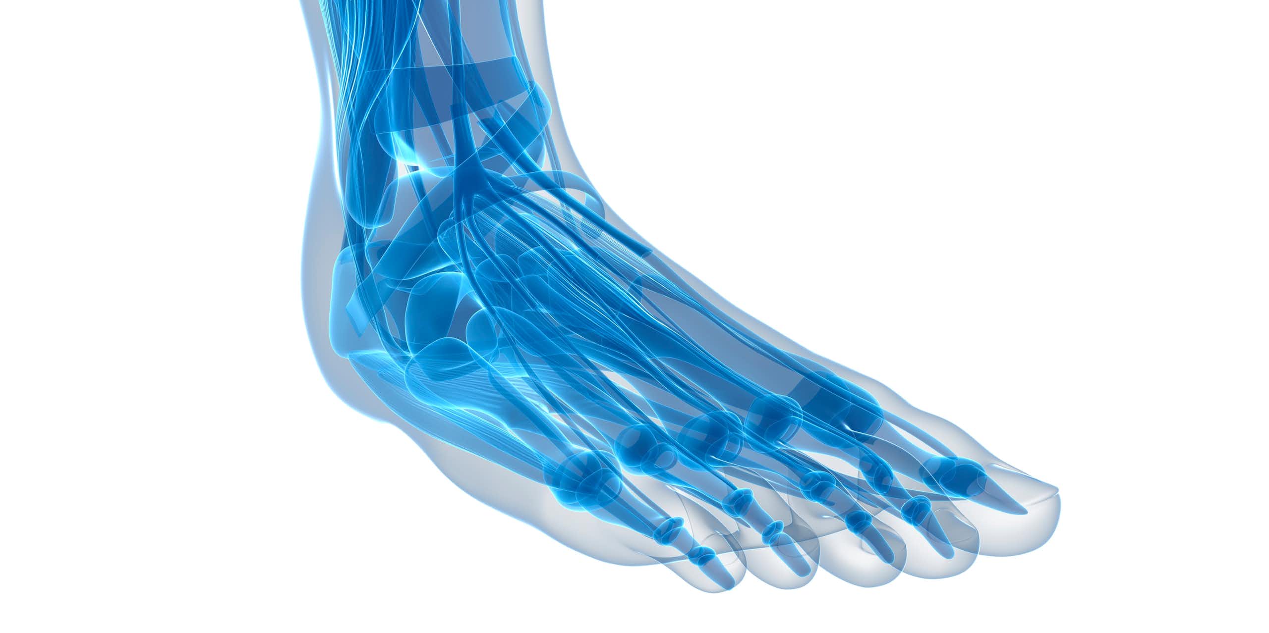 Graphic of internal foot and ankle structures