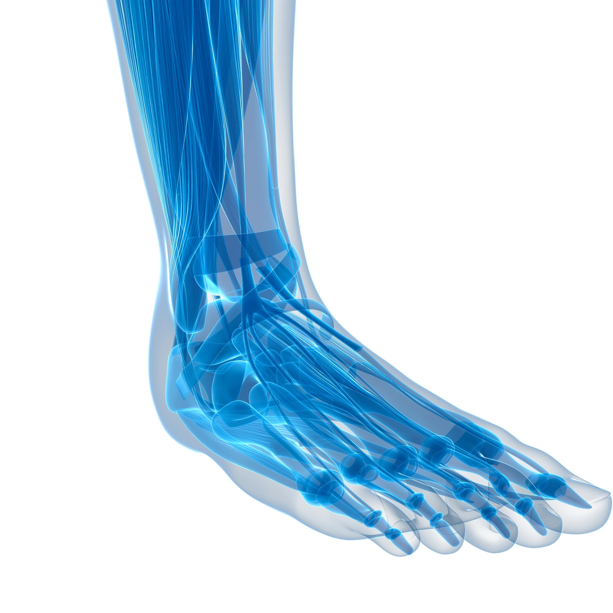 Graphic of internal foot and ankle structures