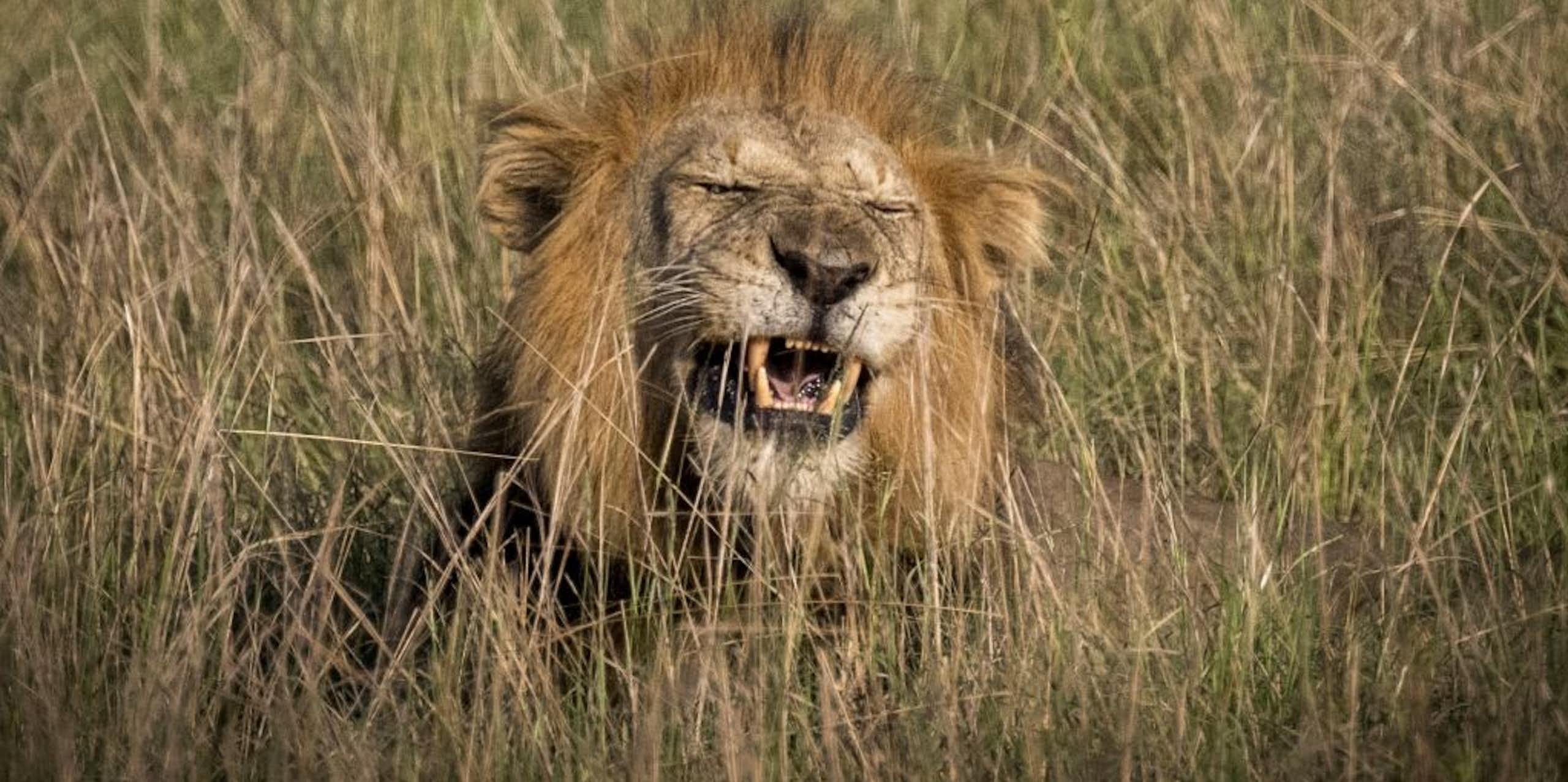 Head of a lion rising above long grass